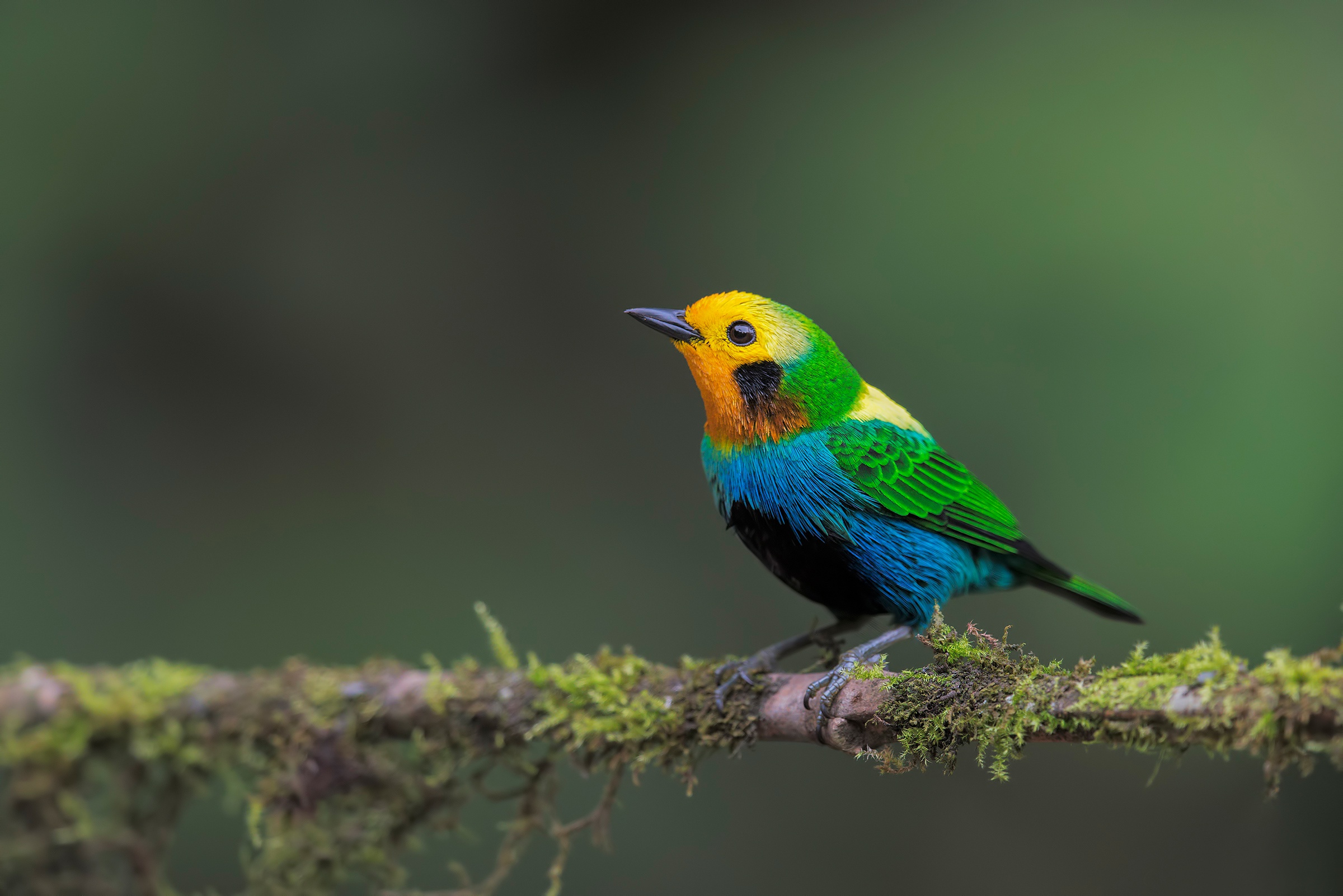 Красноухая цветная танагра (Chlorochrysa phoenicotis)