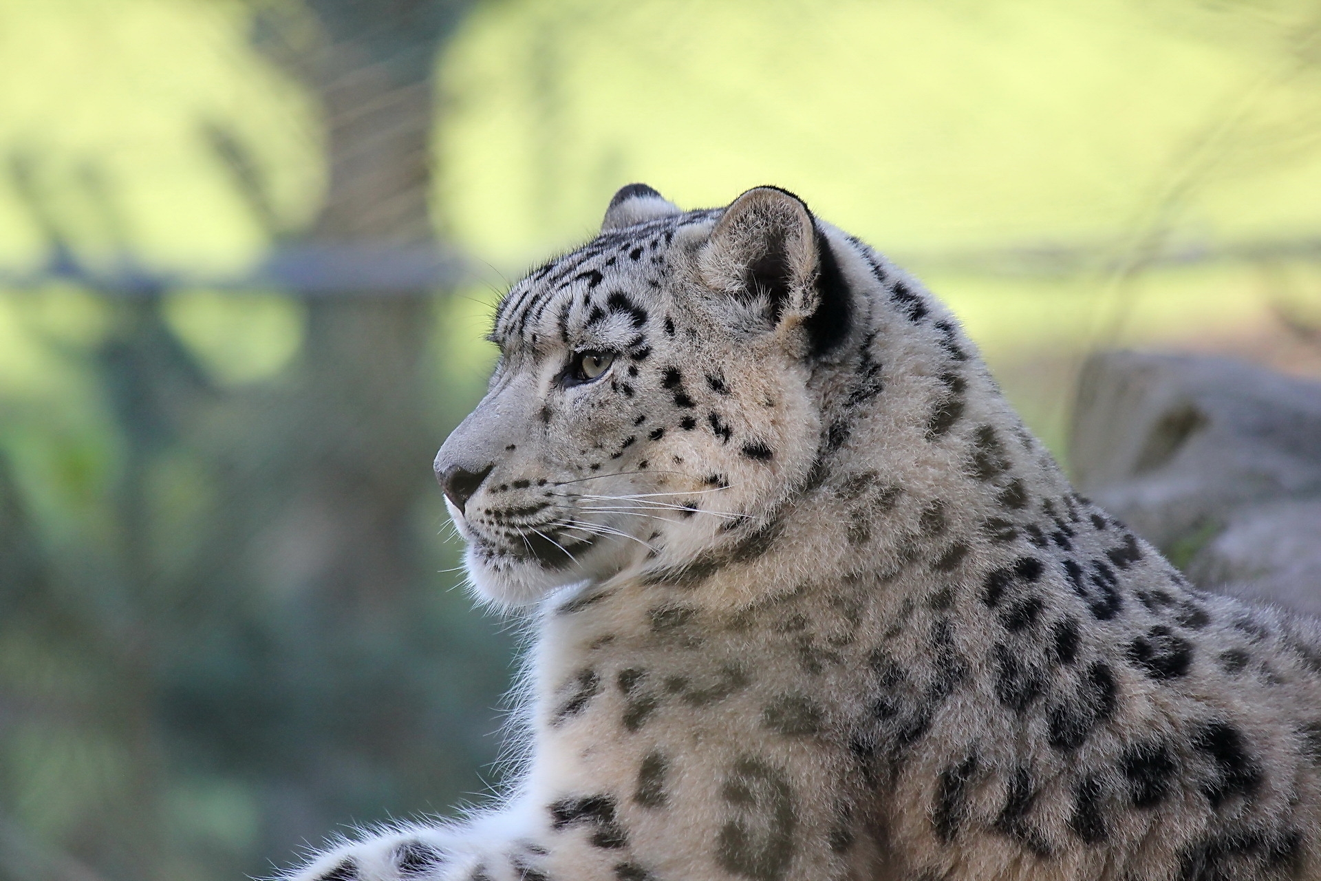 animals, snow leopard, to lie down, lie, predator, satisfied, content