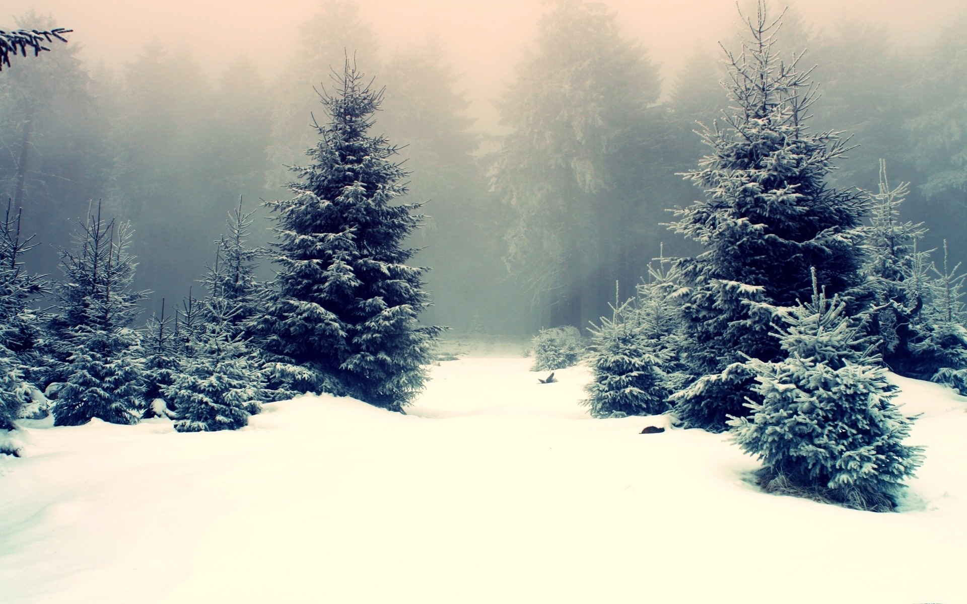 fog, scenic, snow, landscape Screen Wallpaper