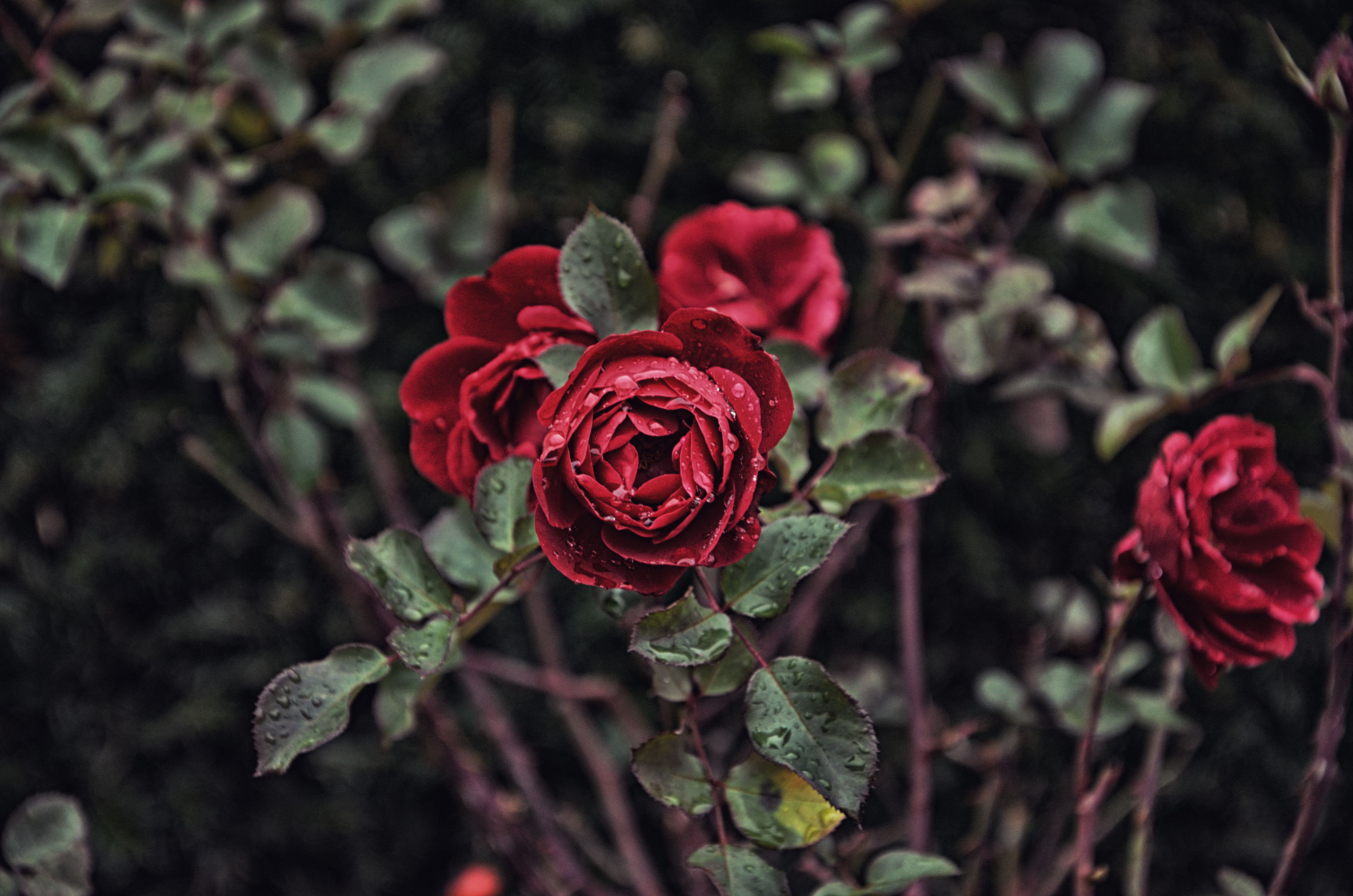 108186 download wallpaper branch, flowers, roses screensavers and pictures for free