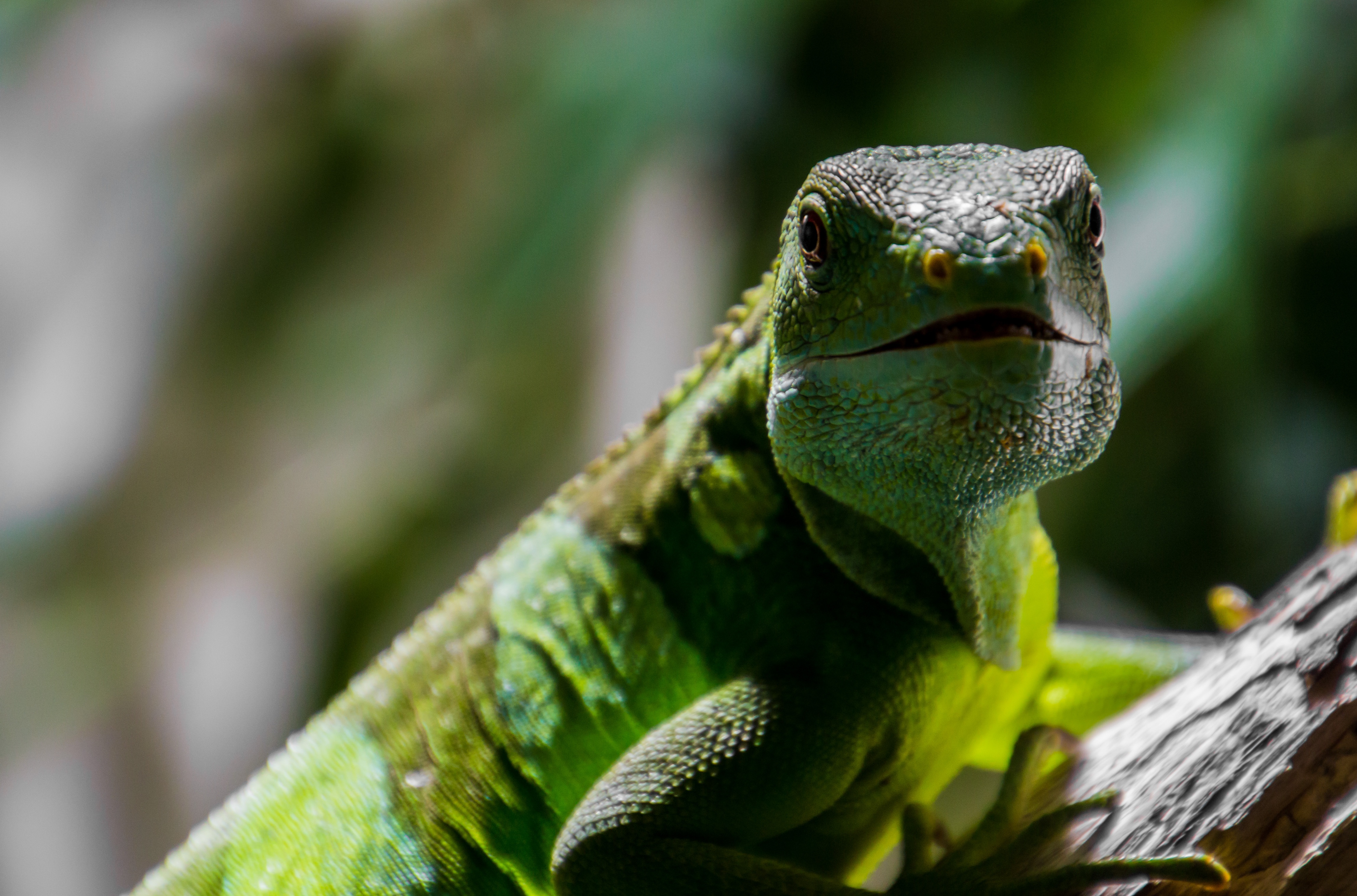 Laden Sie das Tiere, Schnauze, Reptil, Eidechse, Reptile, Waage, Skala-Bild kostenlos auf Ihren PC-Desktop herunter