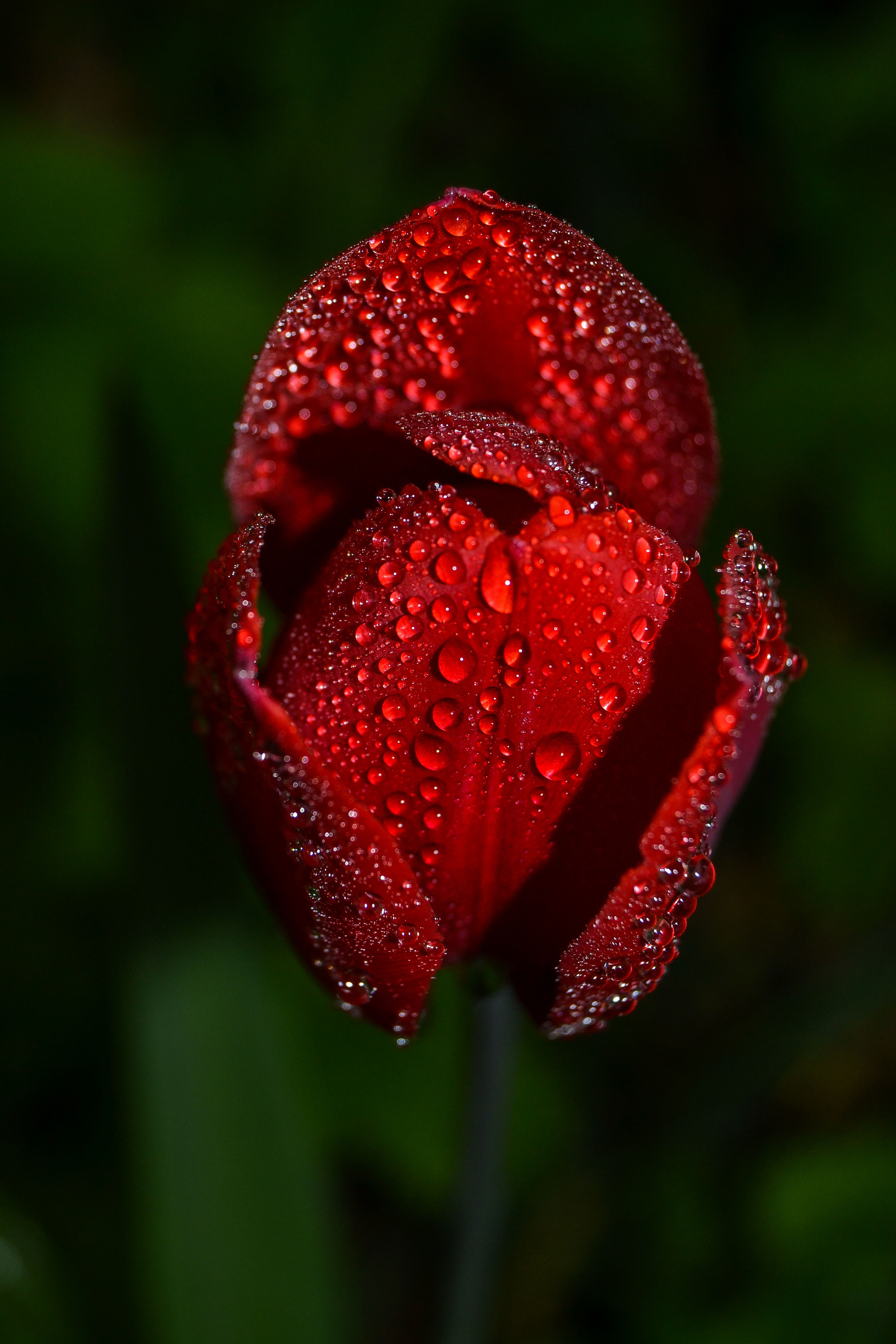 drops, flower, macro, tulip