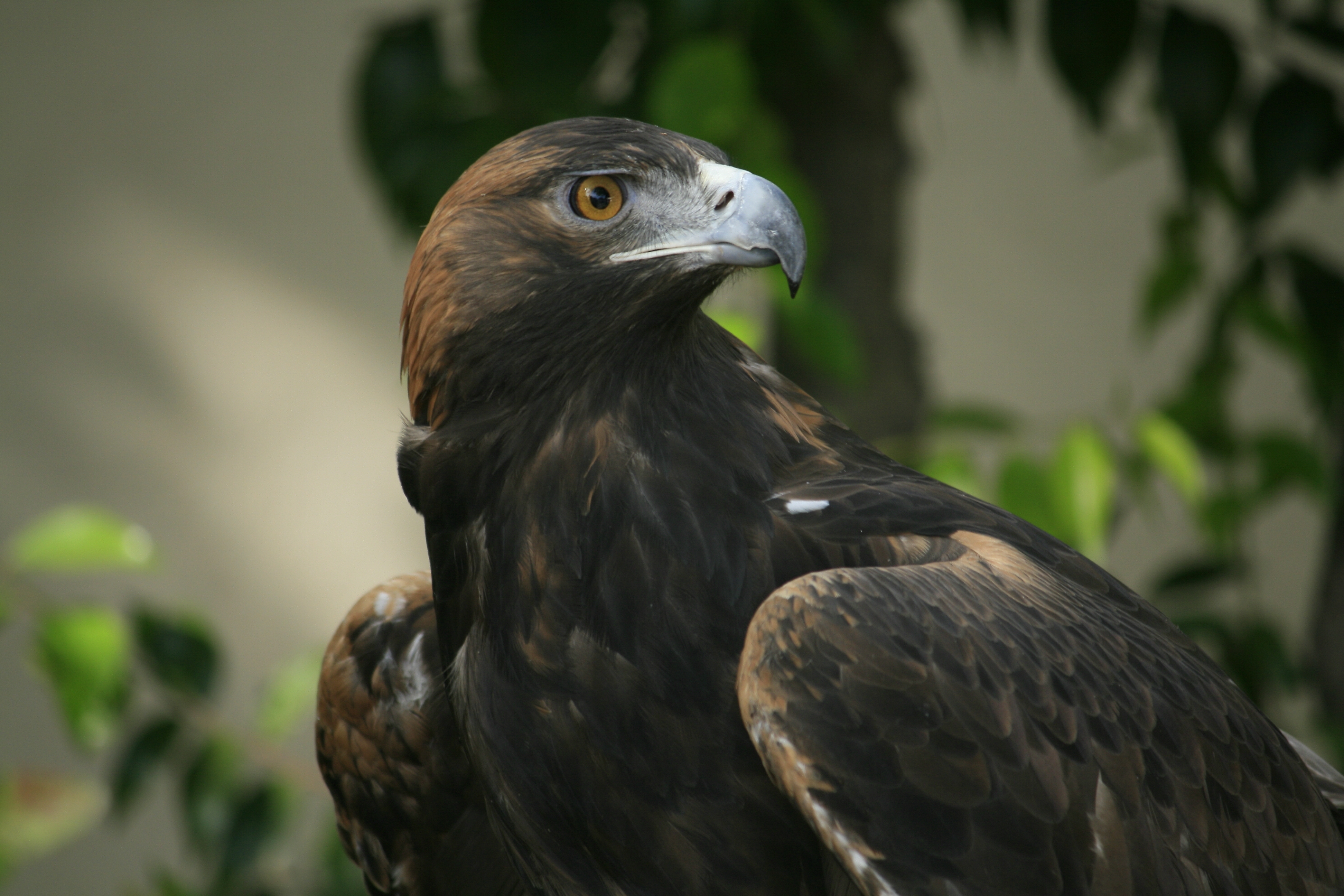 predator, animals, bird, beak, sight, opinion, eagle UHD