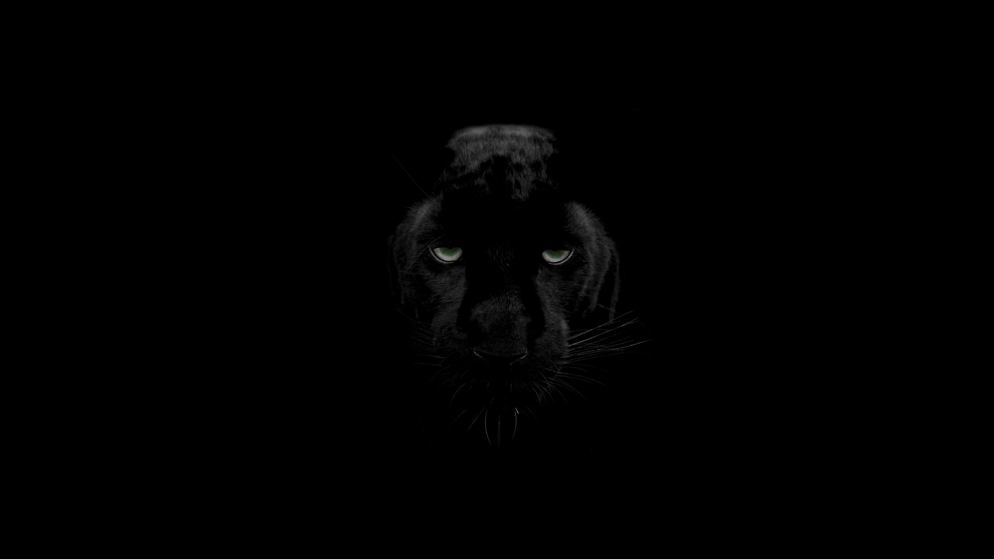 83811 Hintergrundbild herunterladen predator, meinung, schwarz, raubtier, große katze, big cat, sicht, wilde natur, wildlife, panther - Bildschirmschoner und Bilder kostenlos