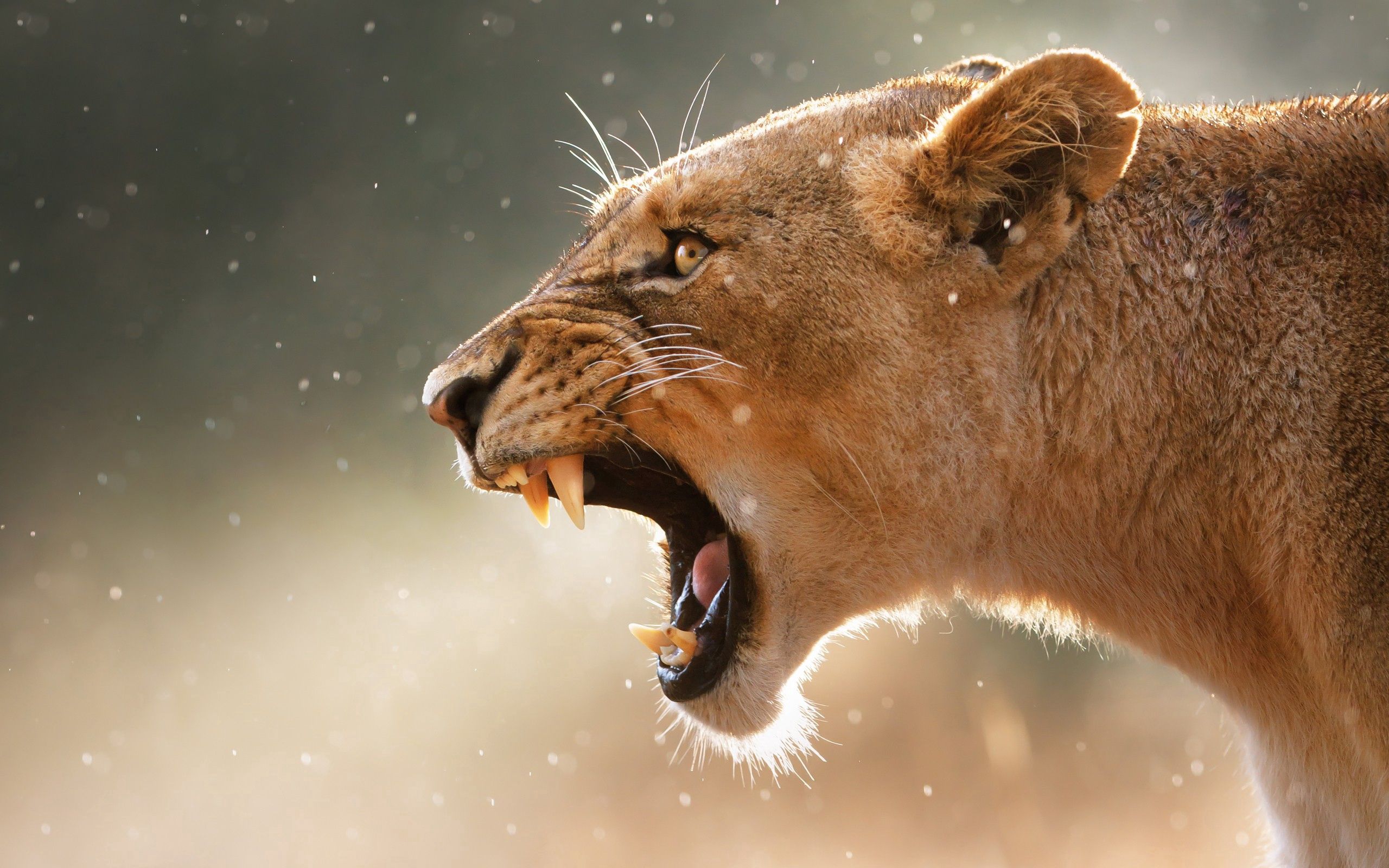 animals, muzzle, grin, lioness Vertical Wallpapers