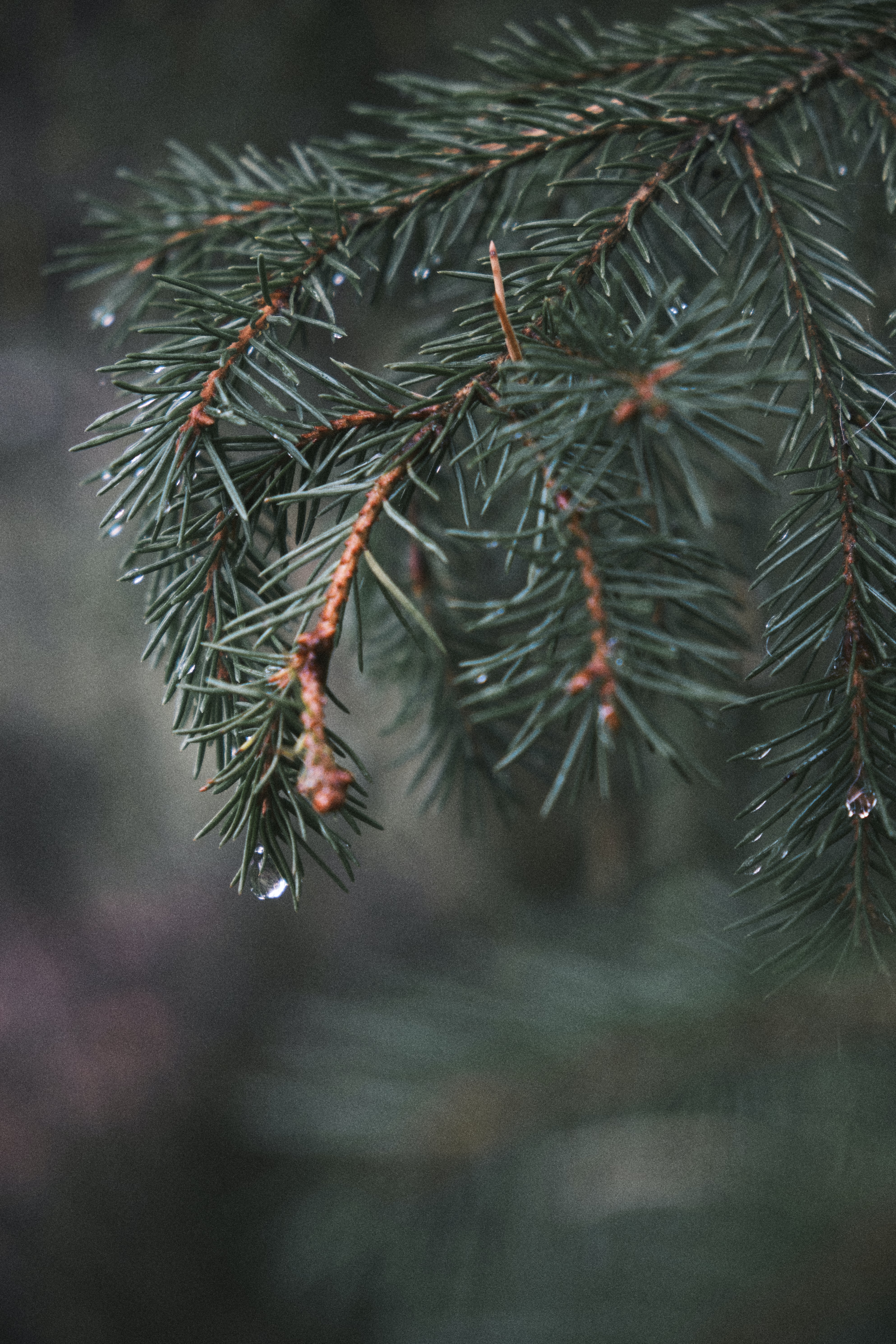 Desktop Backgrounds Needle water, fir, branch, spruce
