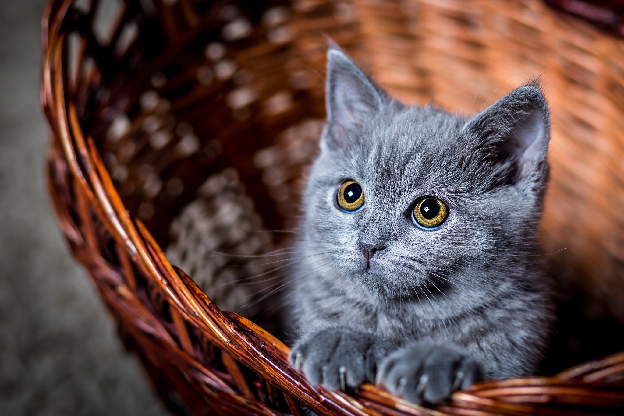 stare, cute, animal, cat, baby animal, basket, kitten, cats Aesthetic wallpaper