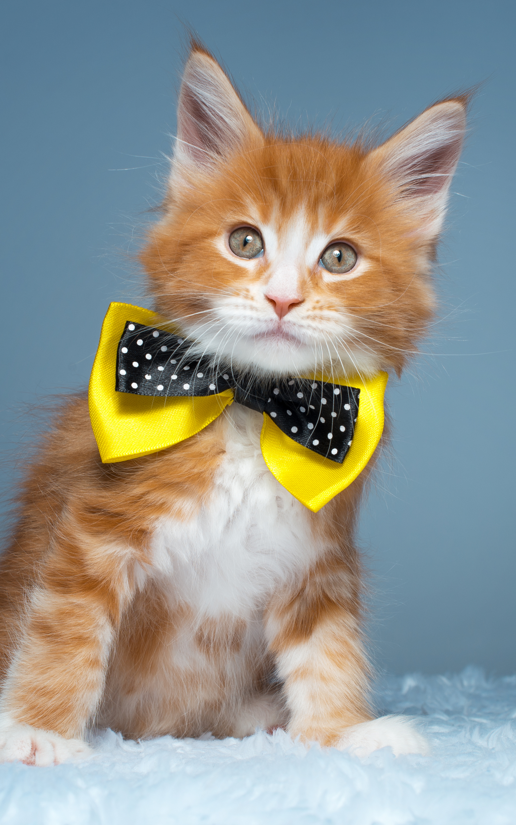 Рыжий кот в галстуке