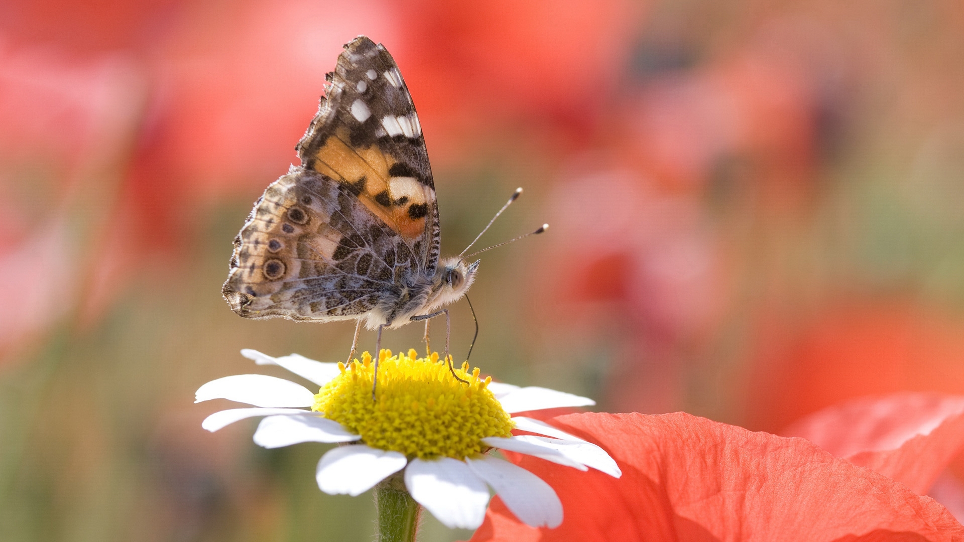 Laden Sie das Schmetterlinge, Insekten-Bild kostenlos auf Ihren PC-Desktop herunter
