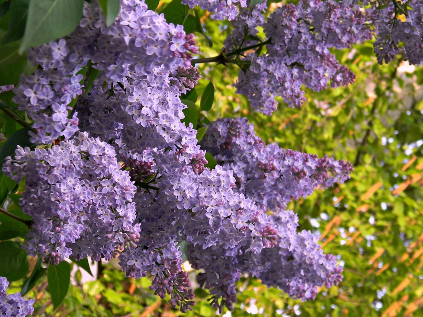 violet, flowers, plants Phone Wallpaper