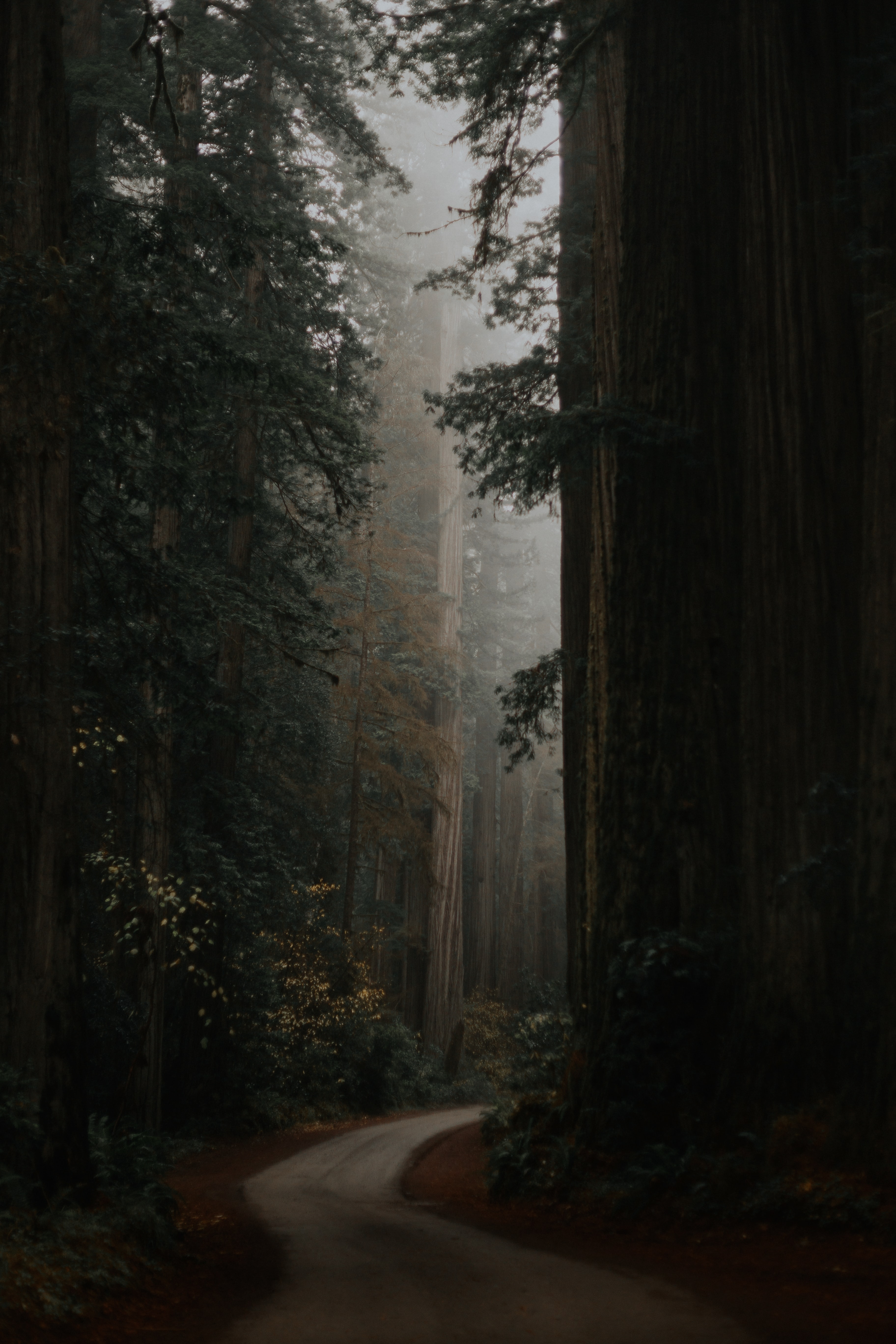 trees, nature, road, forest, alley Aesthetic wallpaper