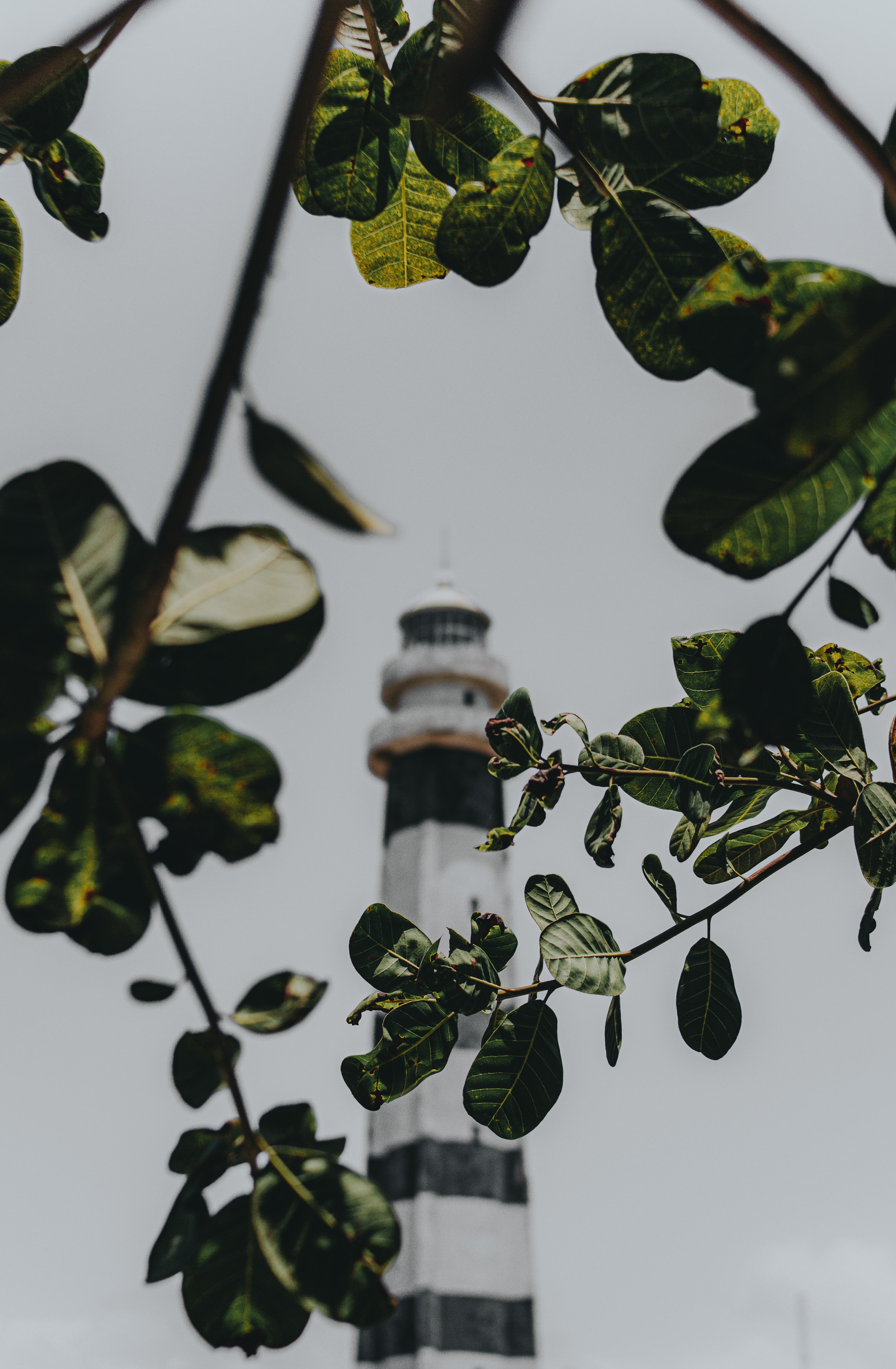 branches, nature, leaves, building, lighthouse wallpapers for tablet