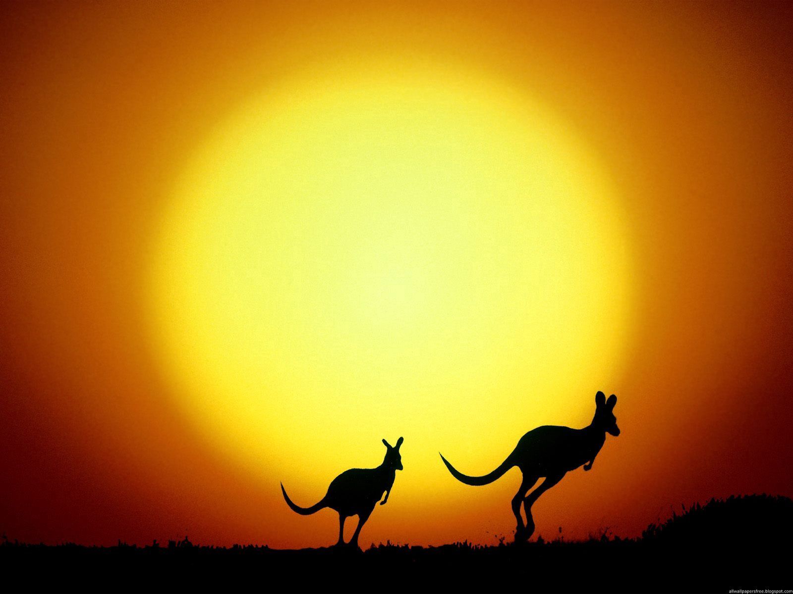 70252 Hintergrundbild herunterladen natur, sunset, kangaroo, silhouetten, abend, australien - Bildschirmschoner und Bilder kostenlos