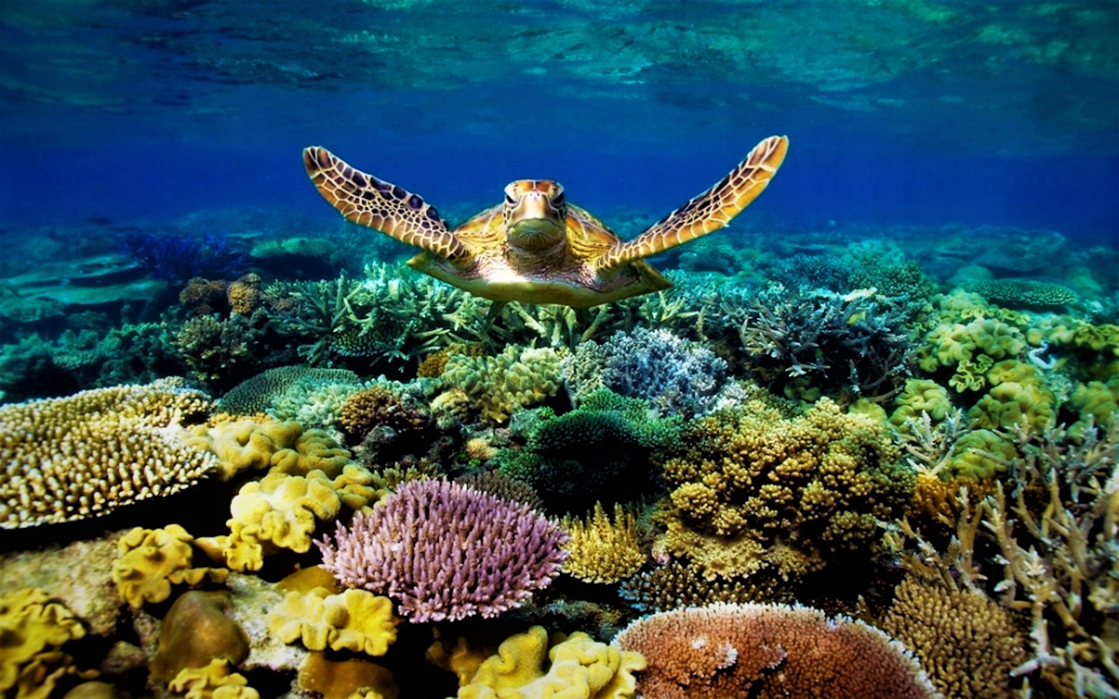 animal, sea turtle, underwater download HD wallpaper