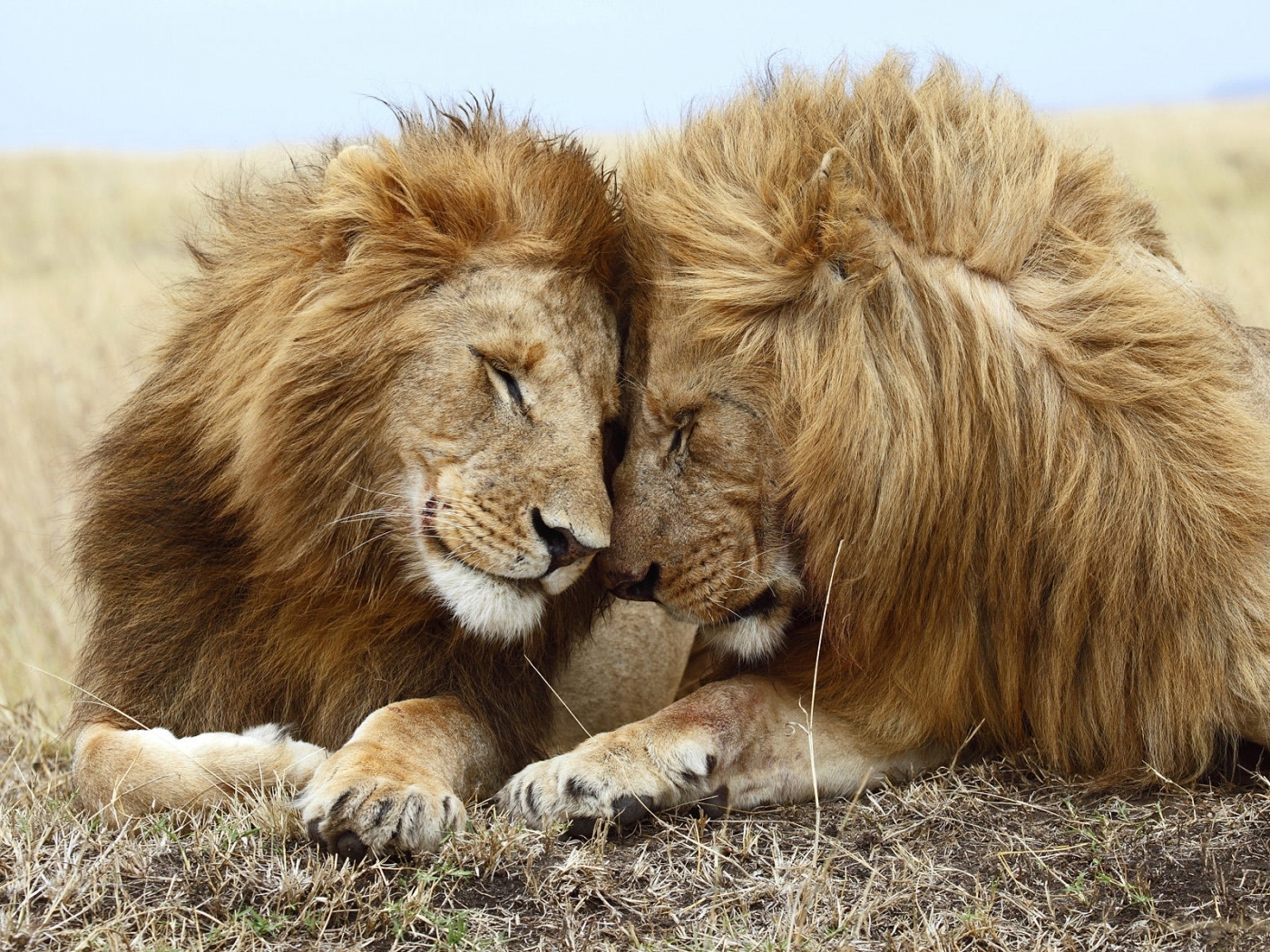 lions, animals