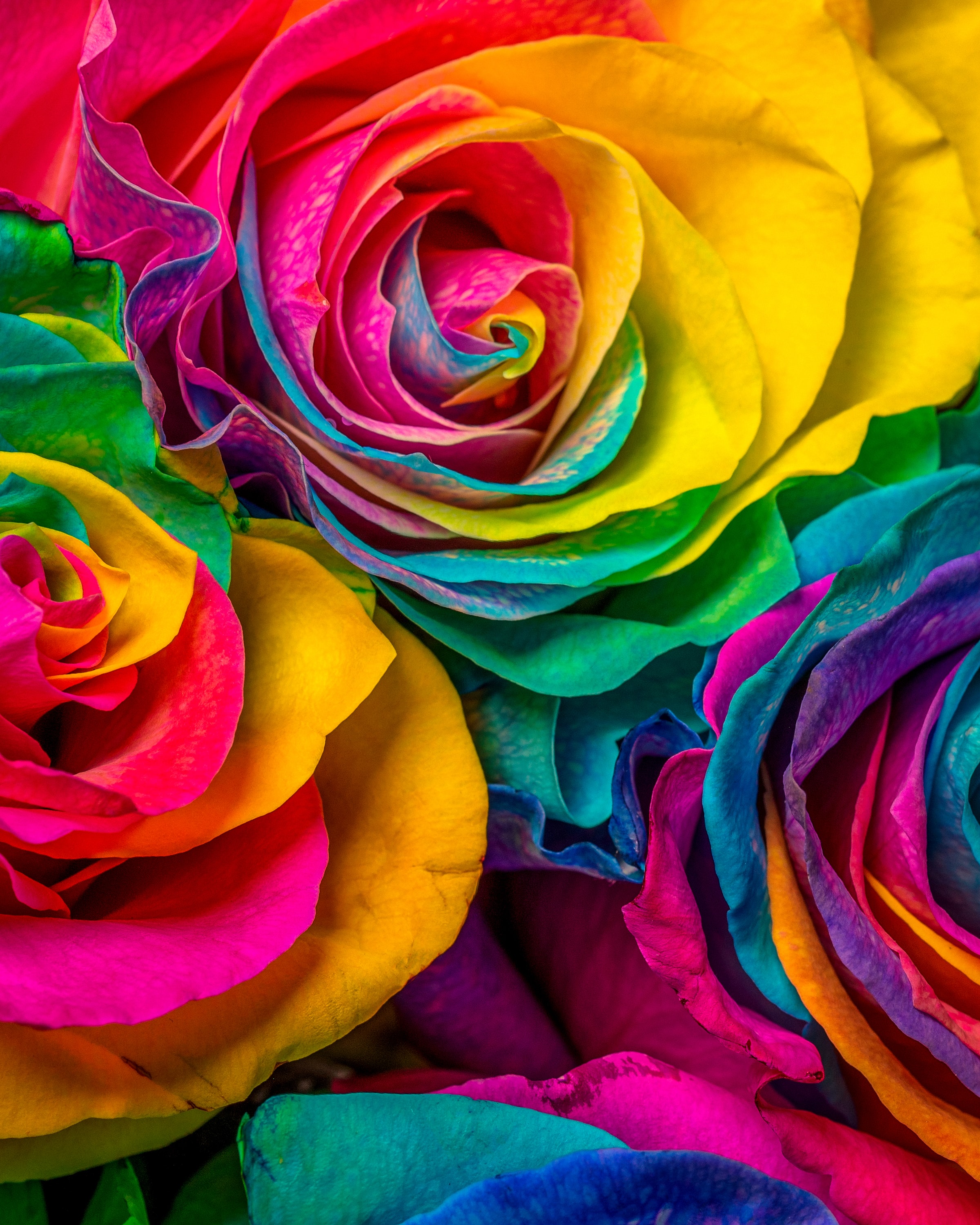 96565 download wallpaper petals, flowers, multicolored, motley, rose flower, rose screensavers and pictures for free