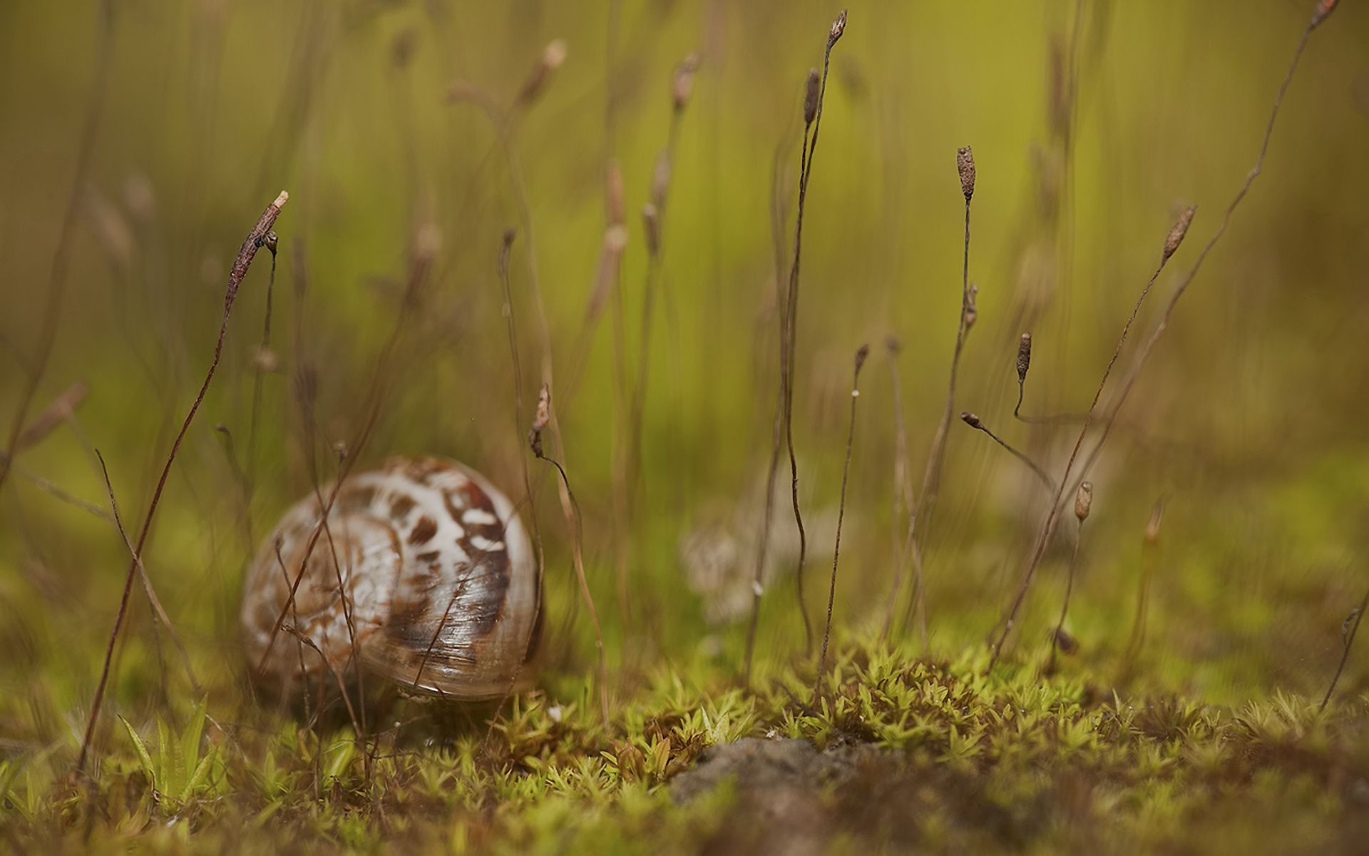 animals, grass, snail, shell, carapace Aesthetic wallpaper
