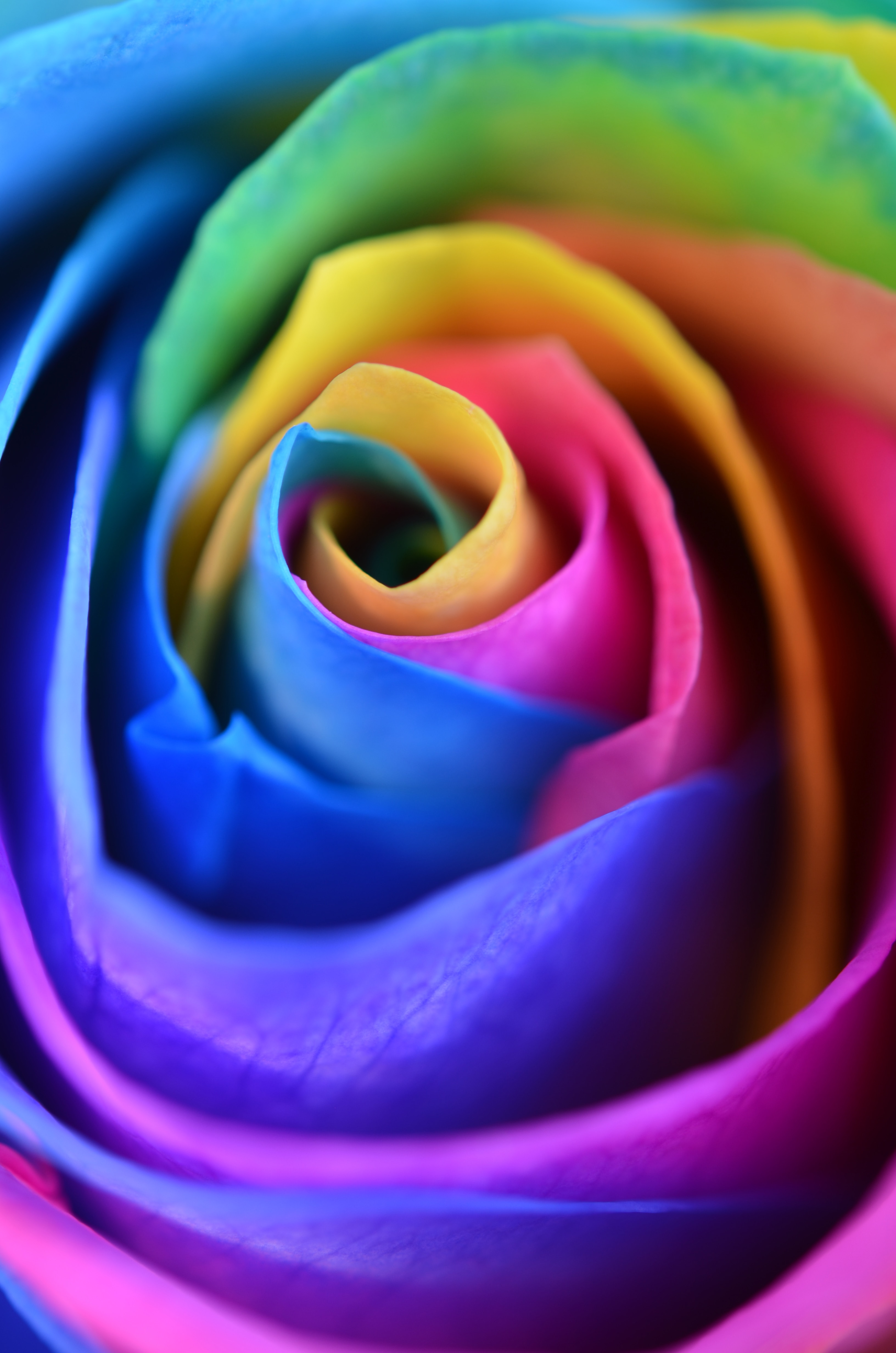 Download mobile wallpaper Multicolored, Flower, Macro, Motley, Rose Flower, Rose, Petals for free.