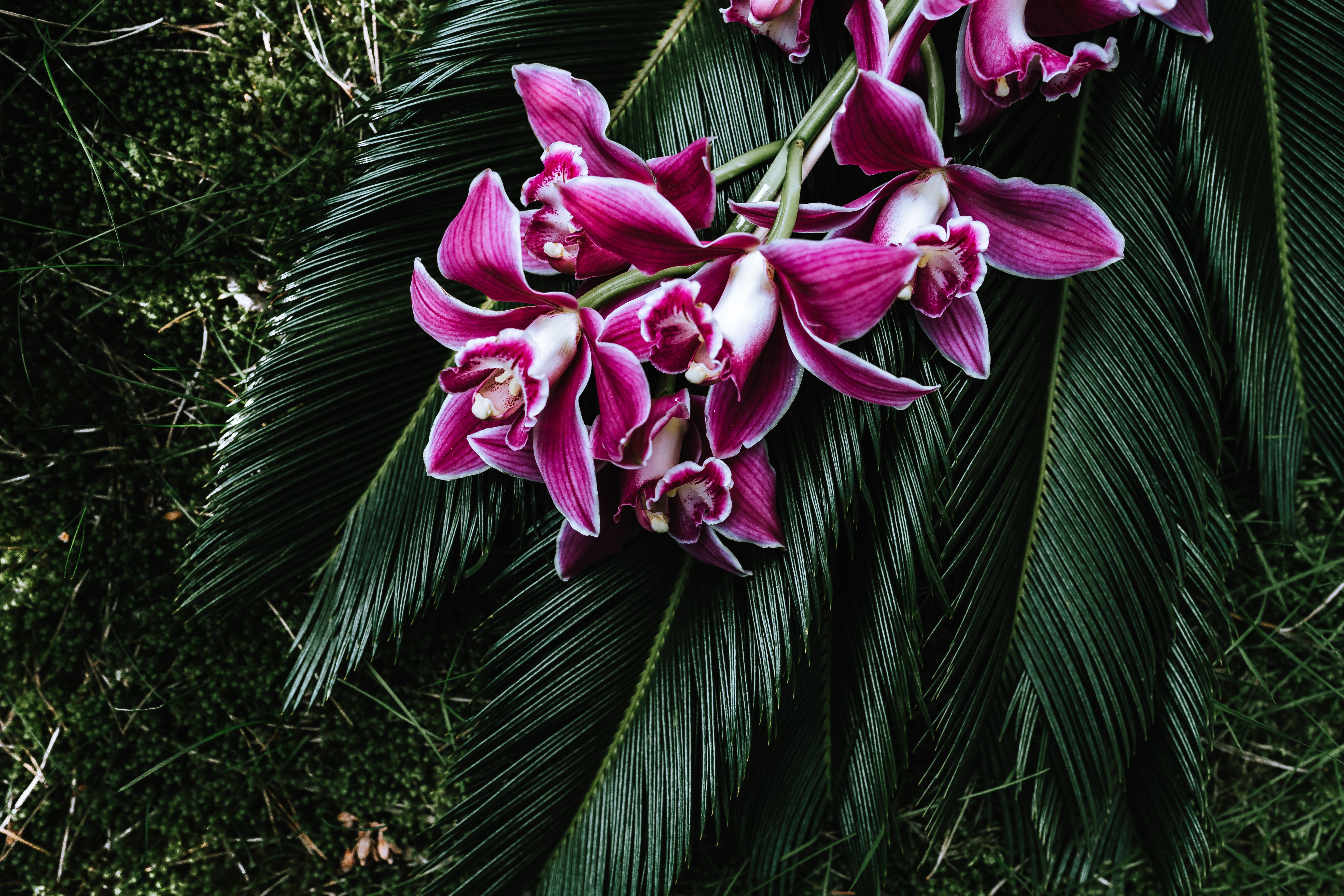152385 Bildschirmschoner und Hintergrundbilder Orchidee auf Ihrem Telefon. Laden Sie tropen, orchid, sagognik, blumen Bilder kostenlos herunter