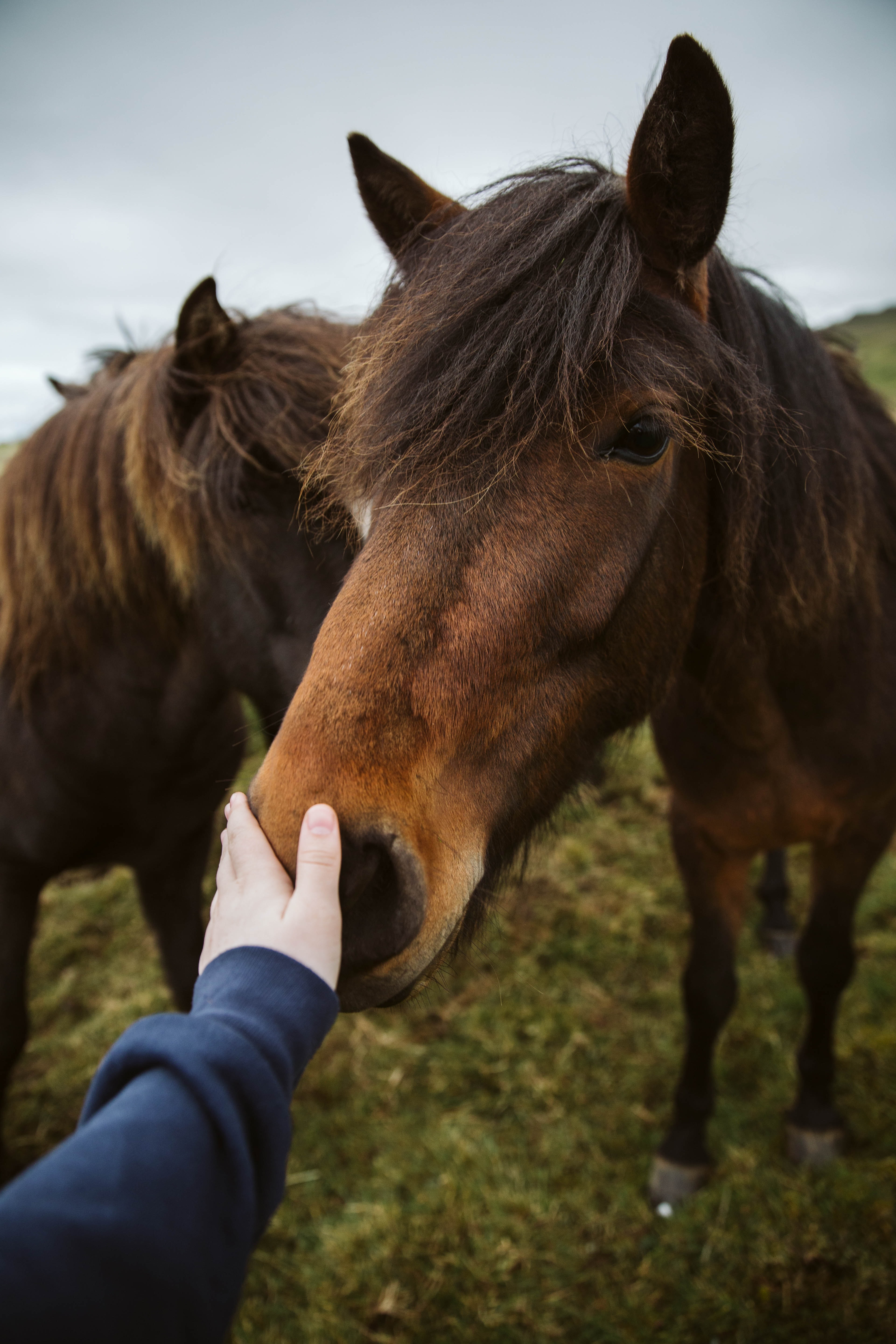 animals, hand, touch, horse Windows Mobile Wallpaper