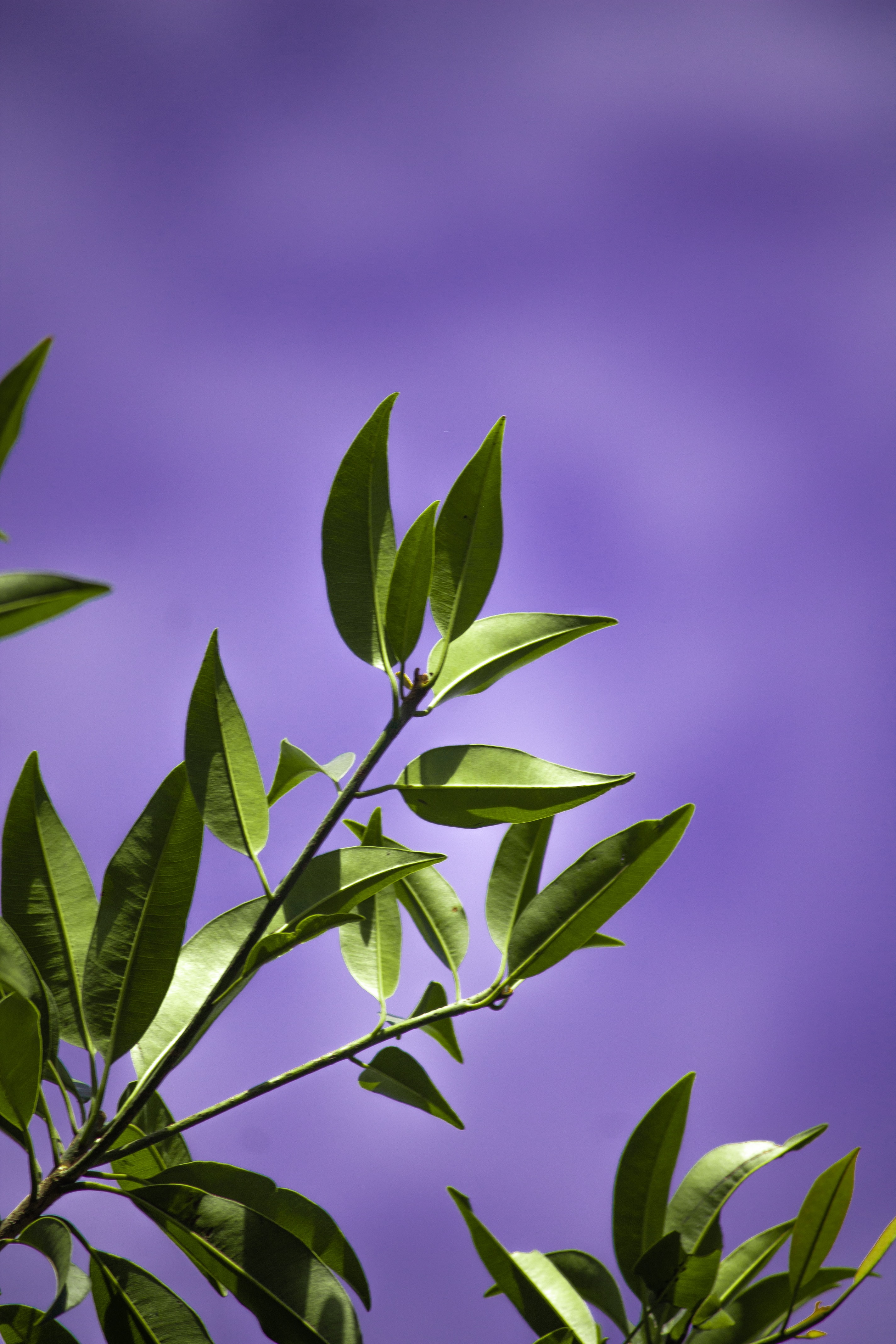 leaves, background, violet, miscellanea, miscellaneous, branch, purple 1080p