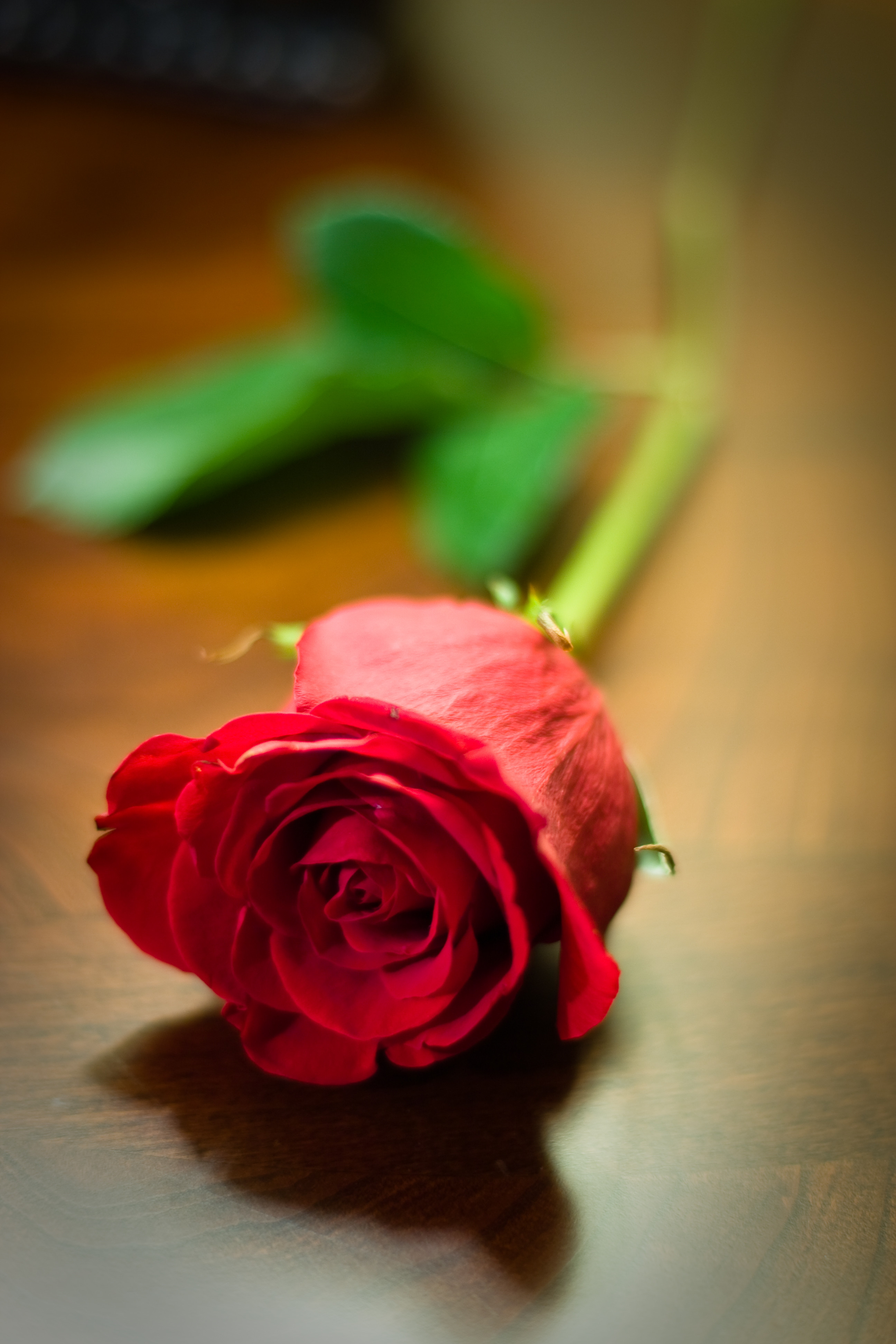 Mobile wallpaper: Flower, Rose, Flowers, Rose Flower, 83717 download the  picture for free.