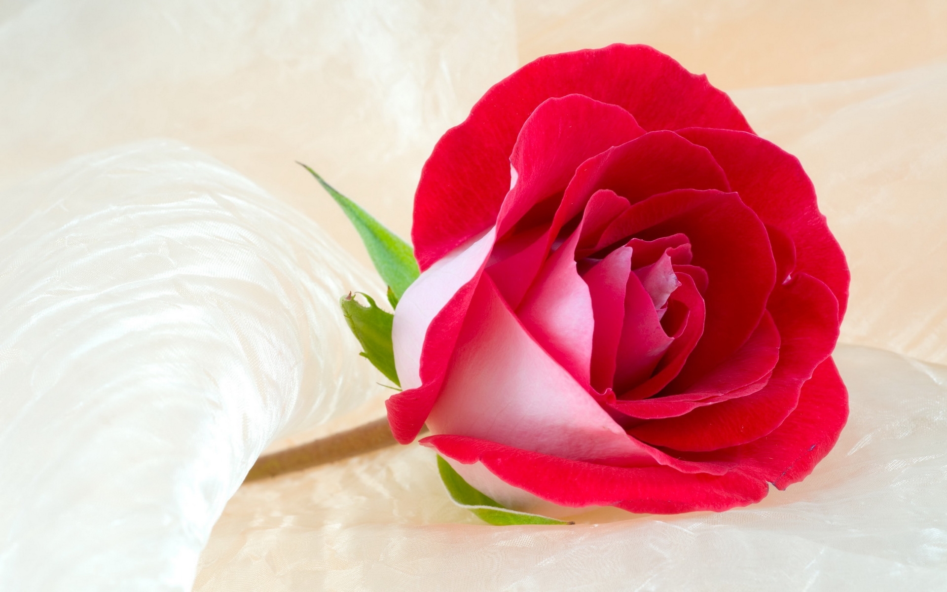 27355 Hintergrundbild herunterladen roses, pflanzen, blumen - Bildschirmschoner und Bilder kostenlos