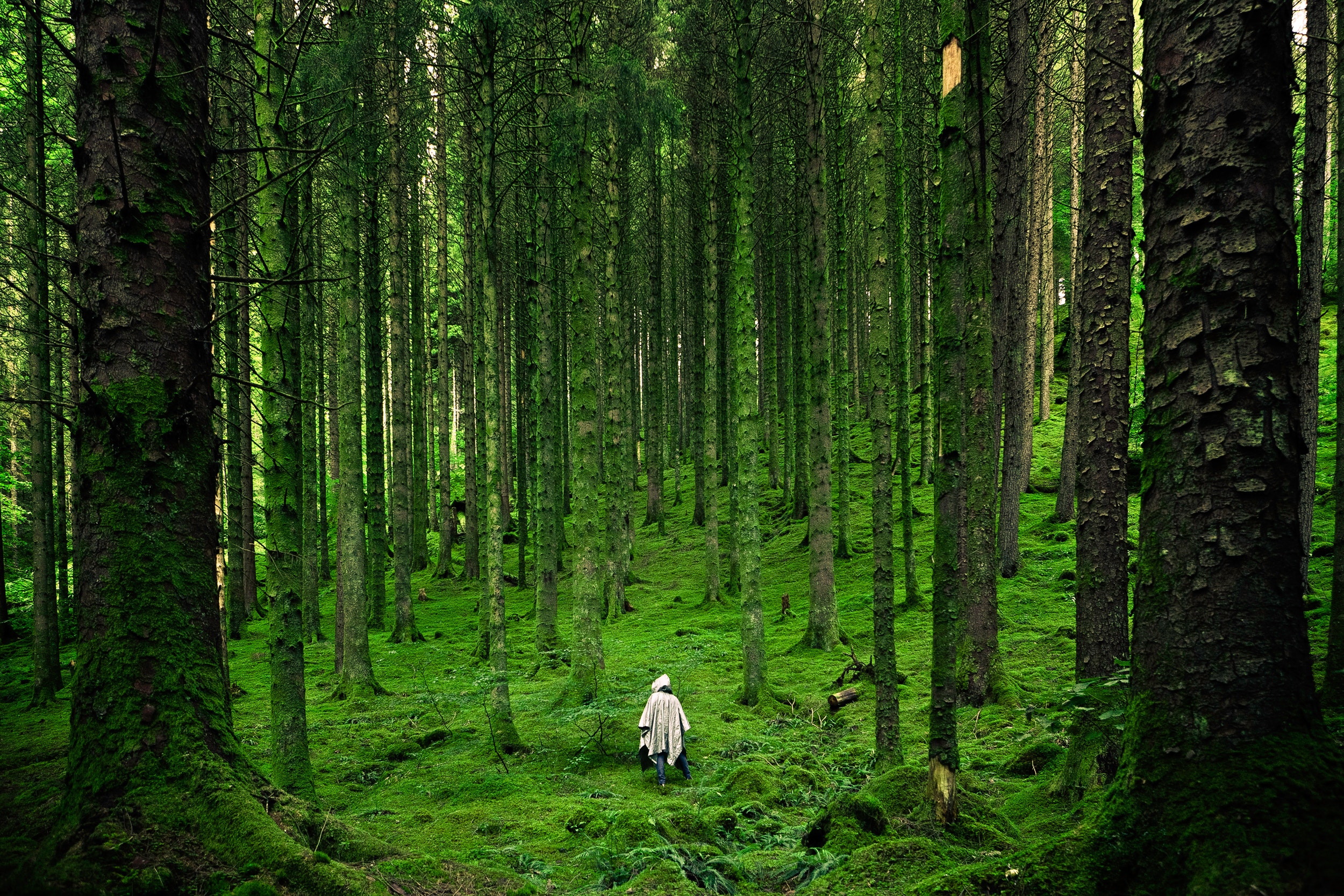 wanderer, person, journey, human, trees, nature, forest, mantle