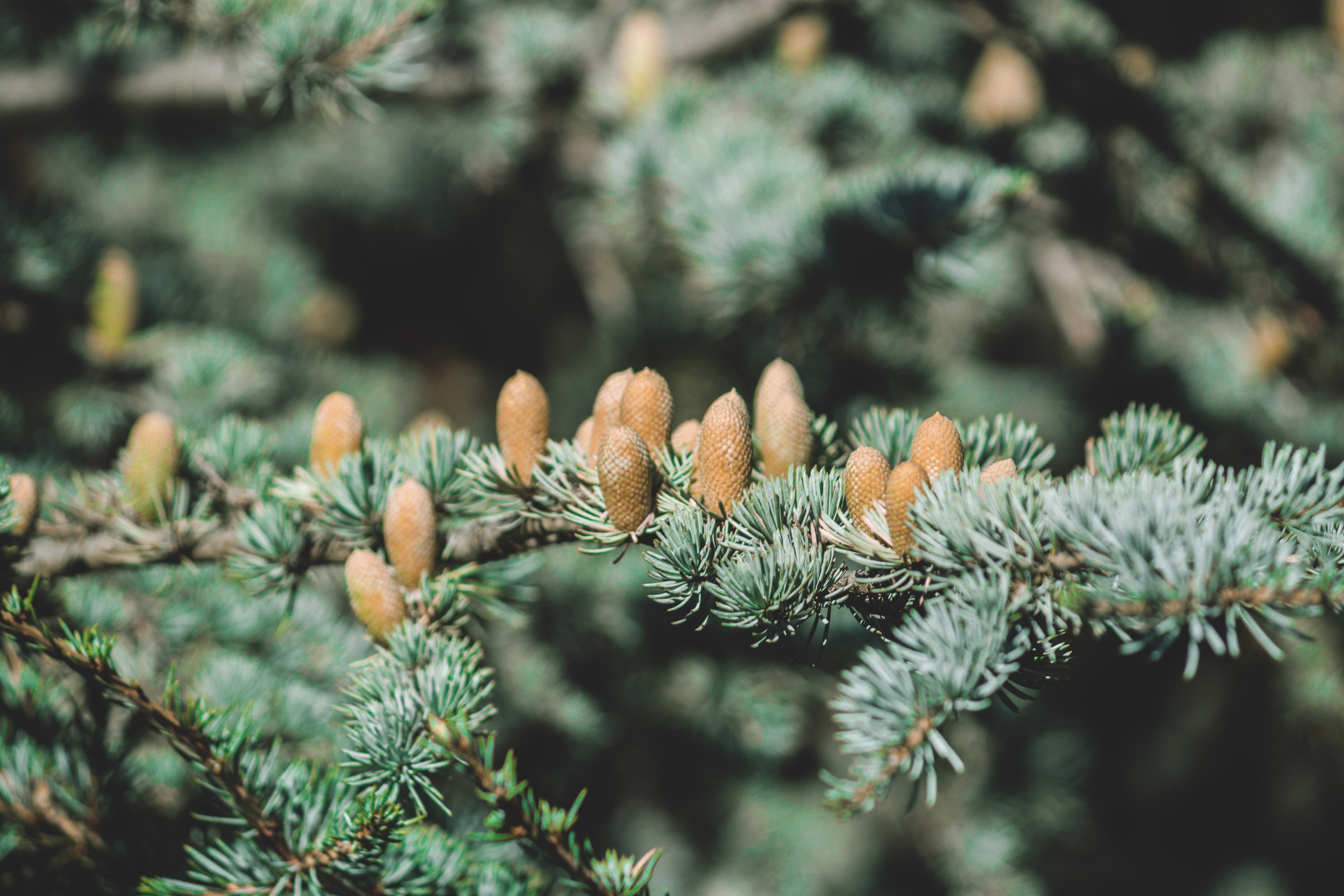 nature, fir, prickles, spruce Square Wallpapers