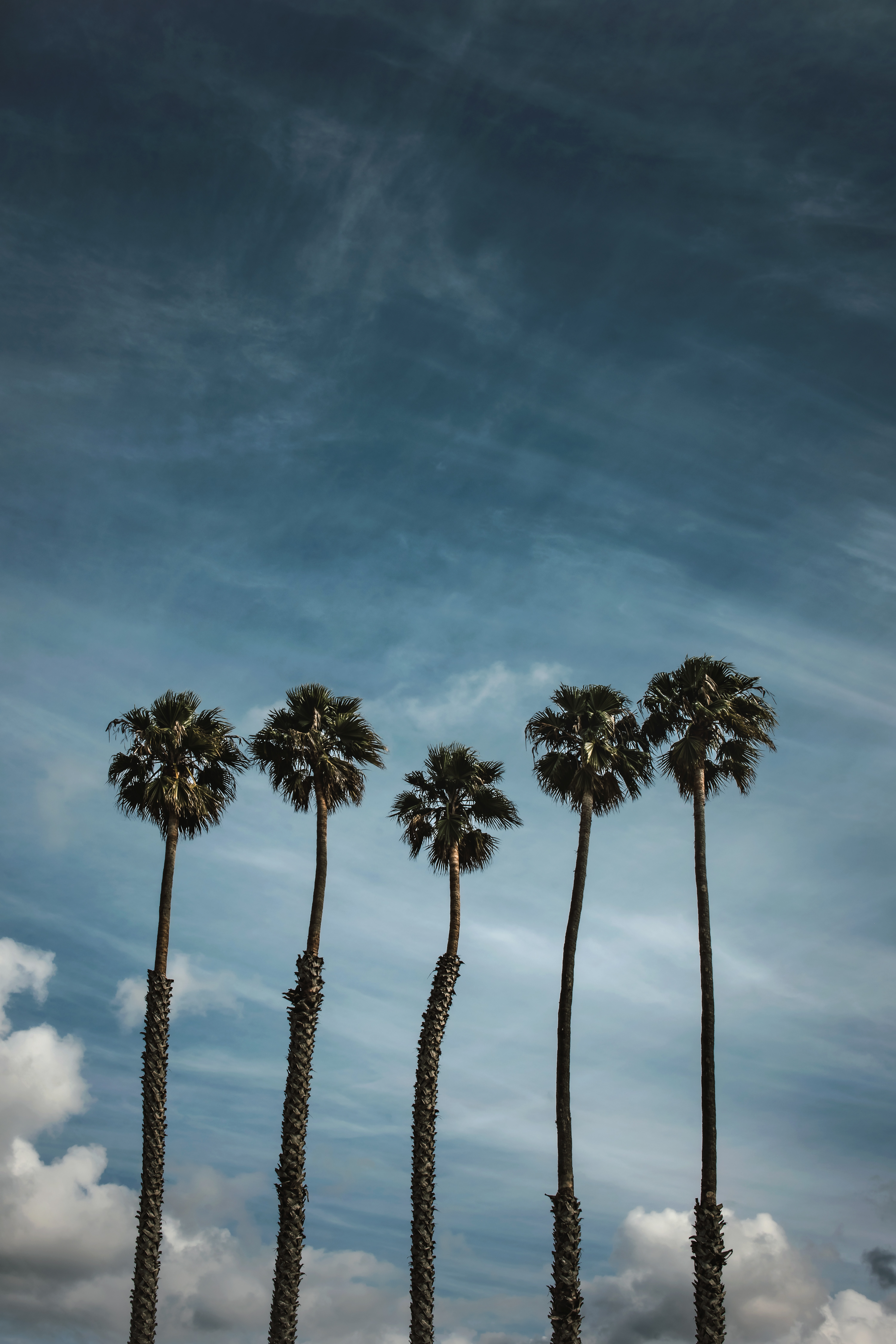 157505 Protetores de tela e papéis de parede Palms em seu telefone. Baixe céu, nuvens, trópicos, árvores fotos gratuitamente