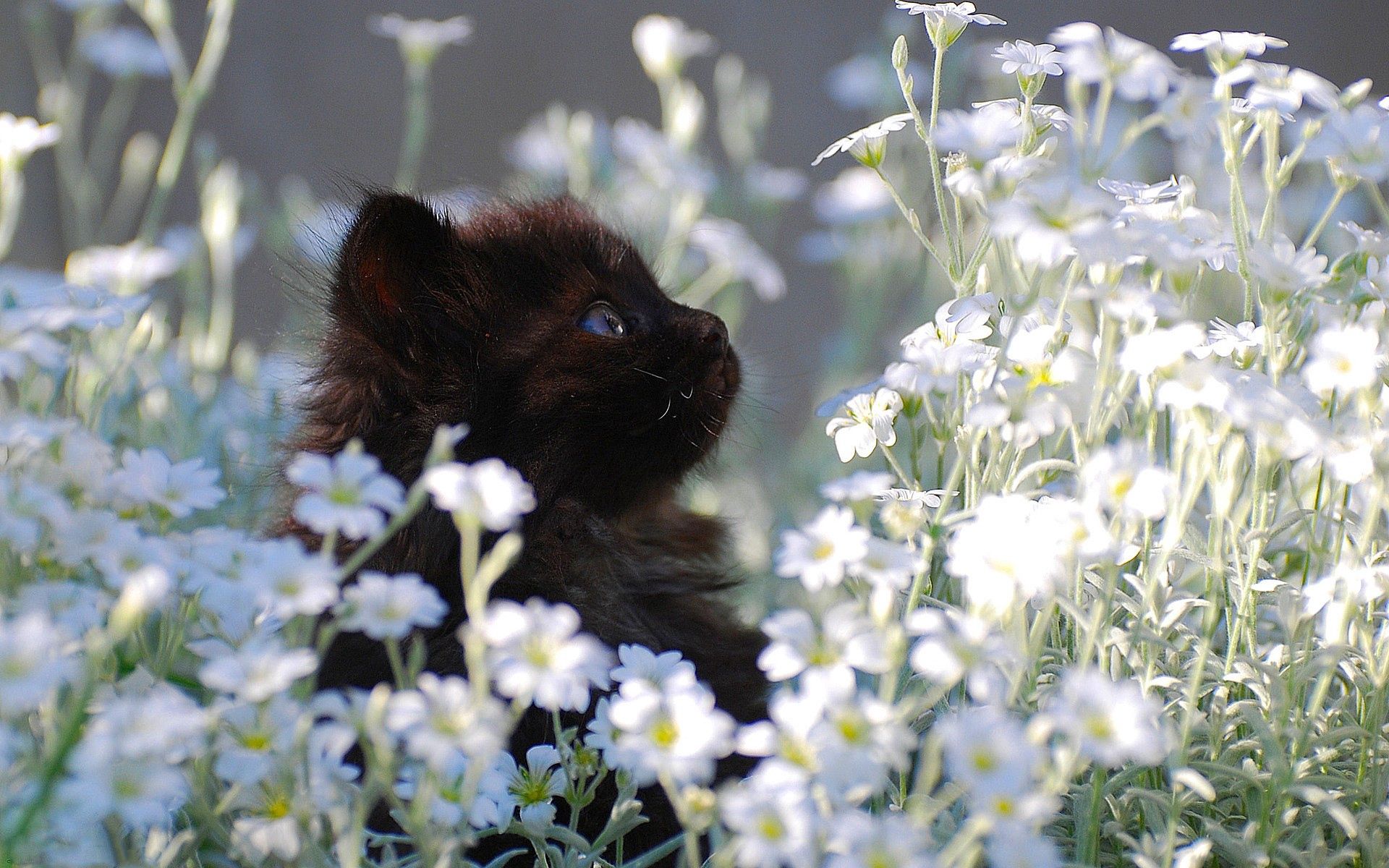vertical wallpaper kitten, animals, flowers, grass, kitty, fur