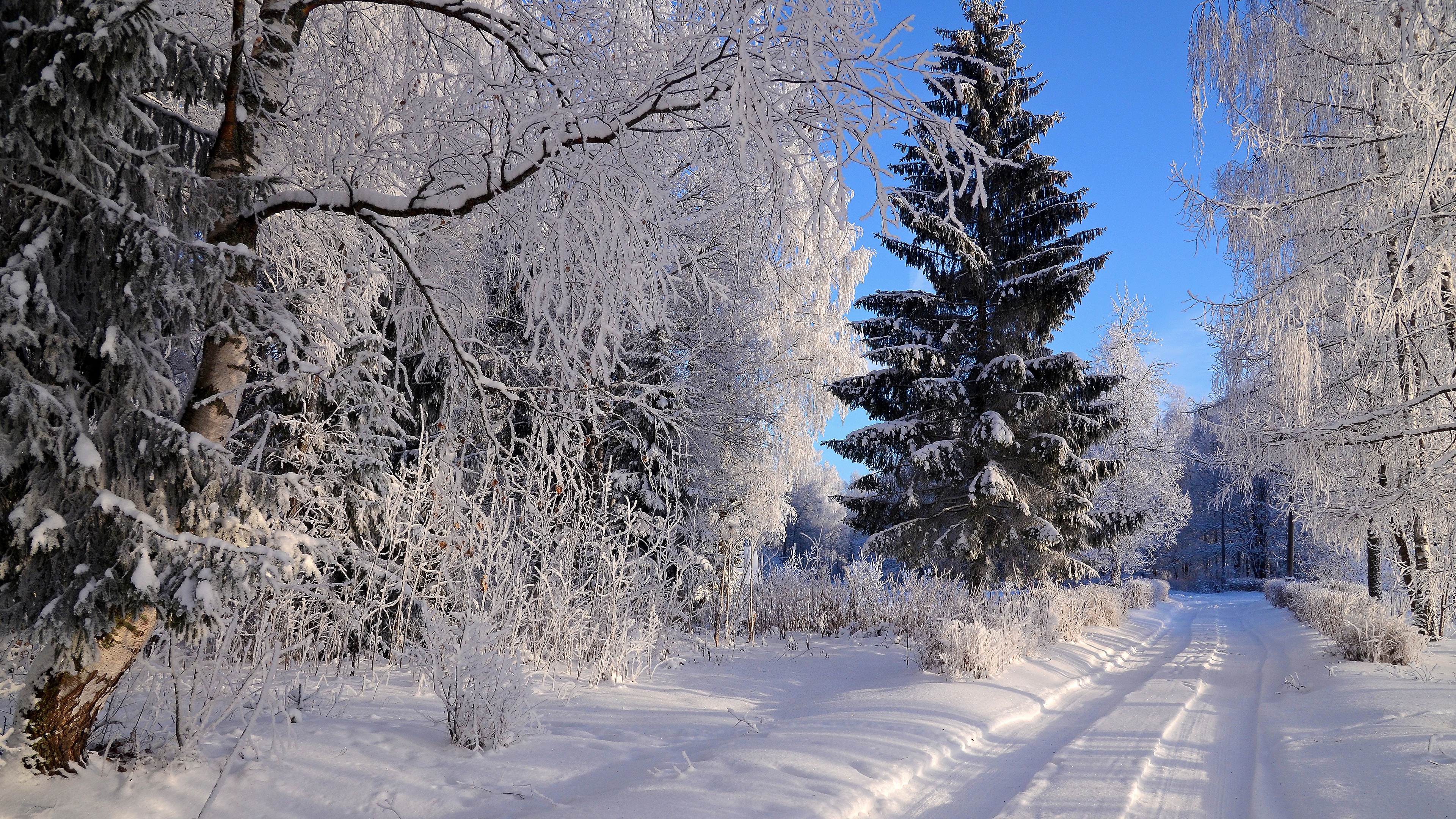 spruce, man made, path, forest, frost, road, snow, winter download HD wallpaper