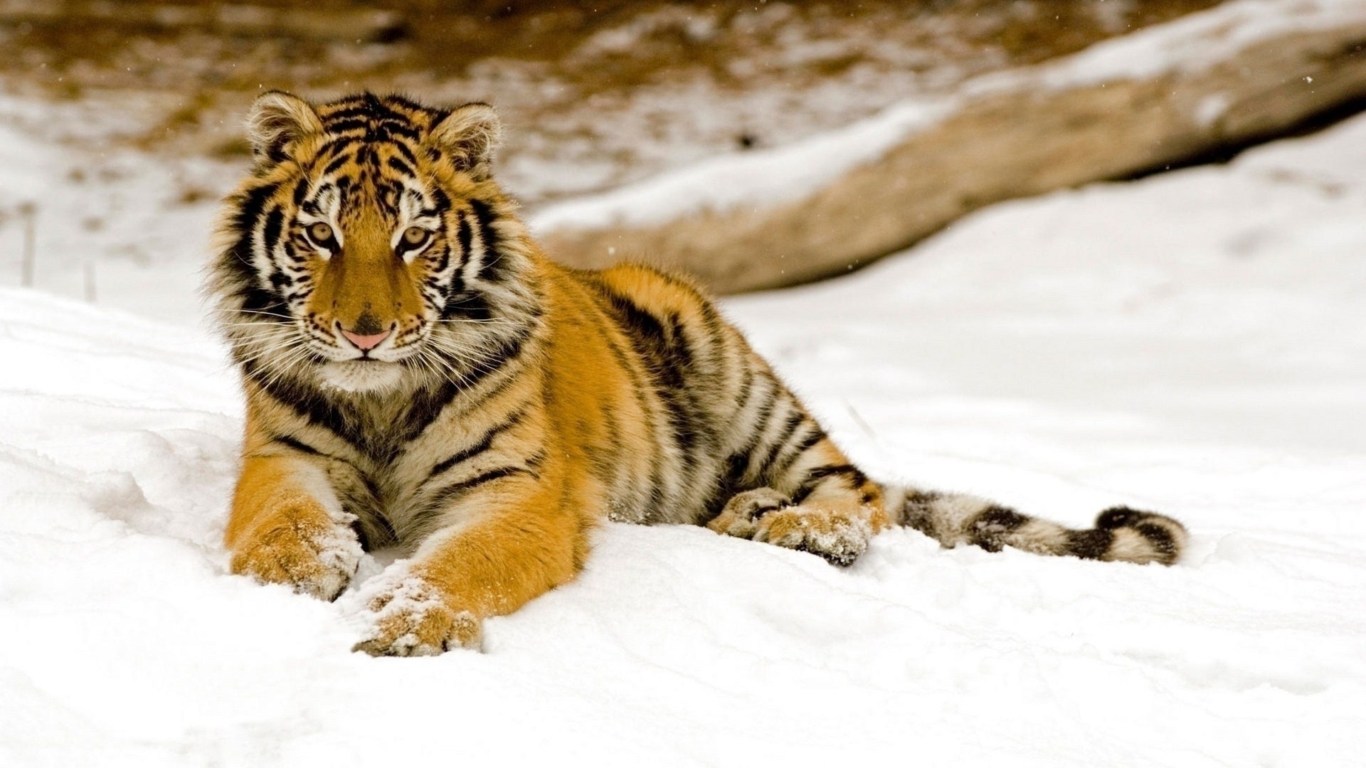 370323 Заставки і шпалери Тигр на телефон. Завантажити коти, тварина, зима, сніг картинки безкоштовно