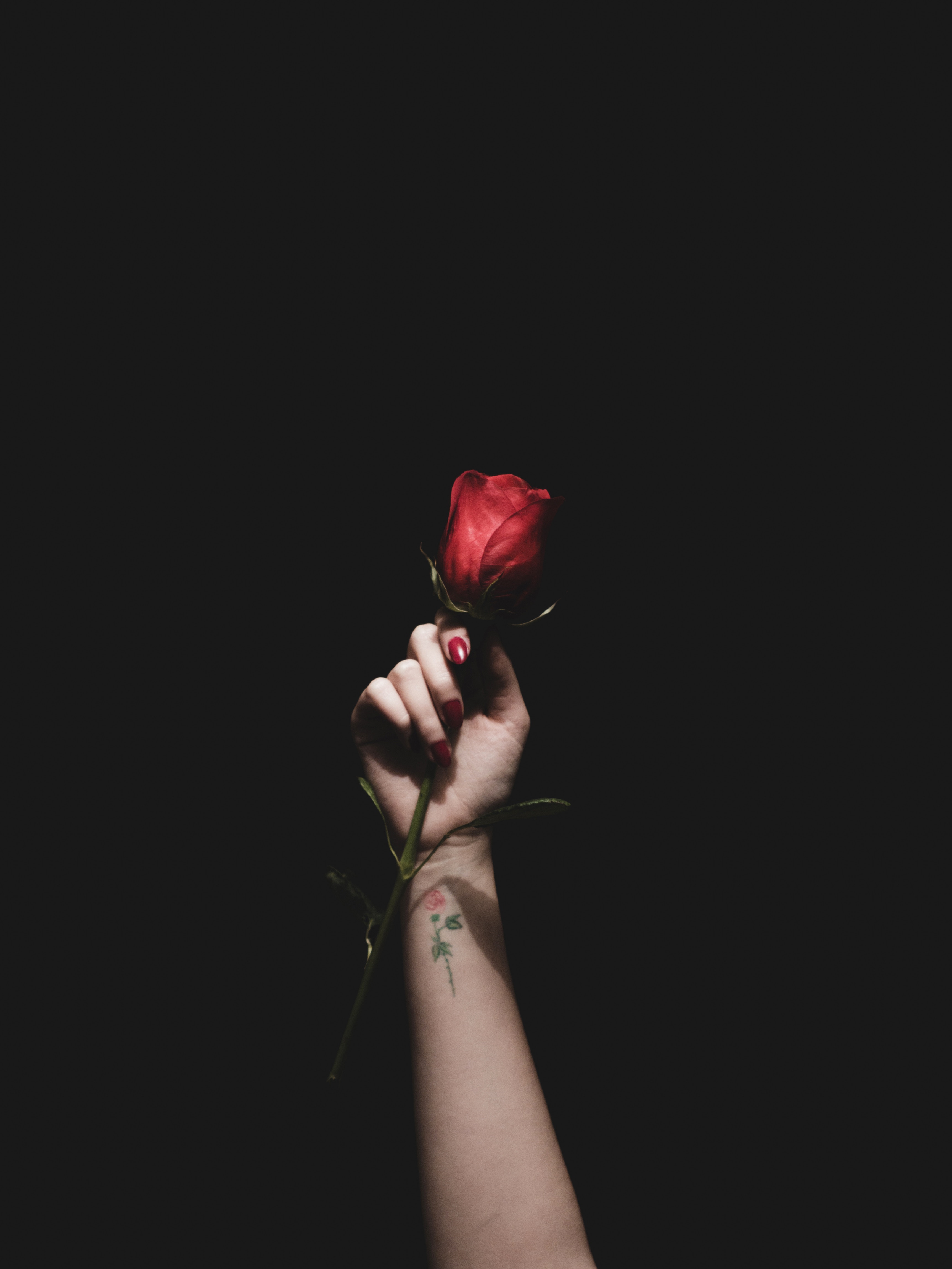 rose flower, tattoo, flowers, red, hand, rose HD wallpaper
