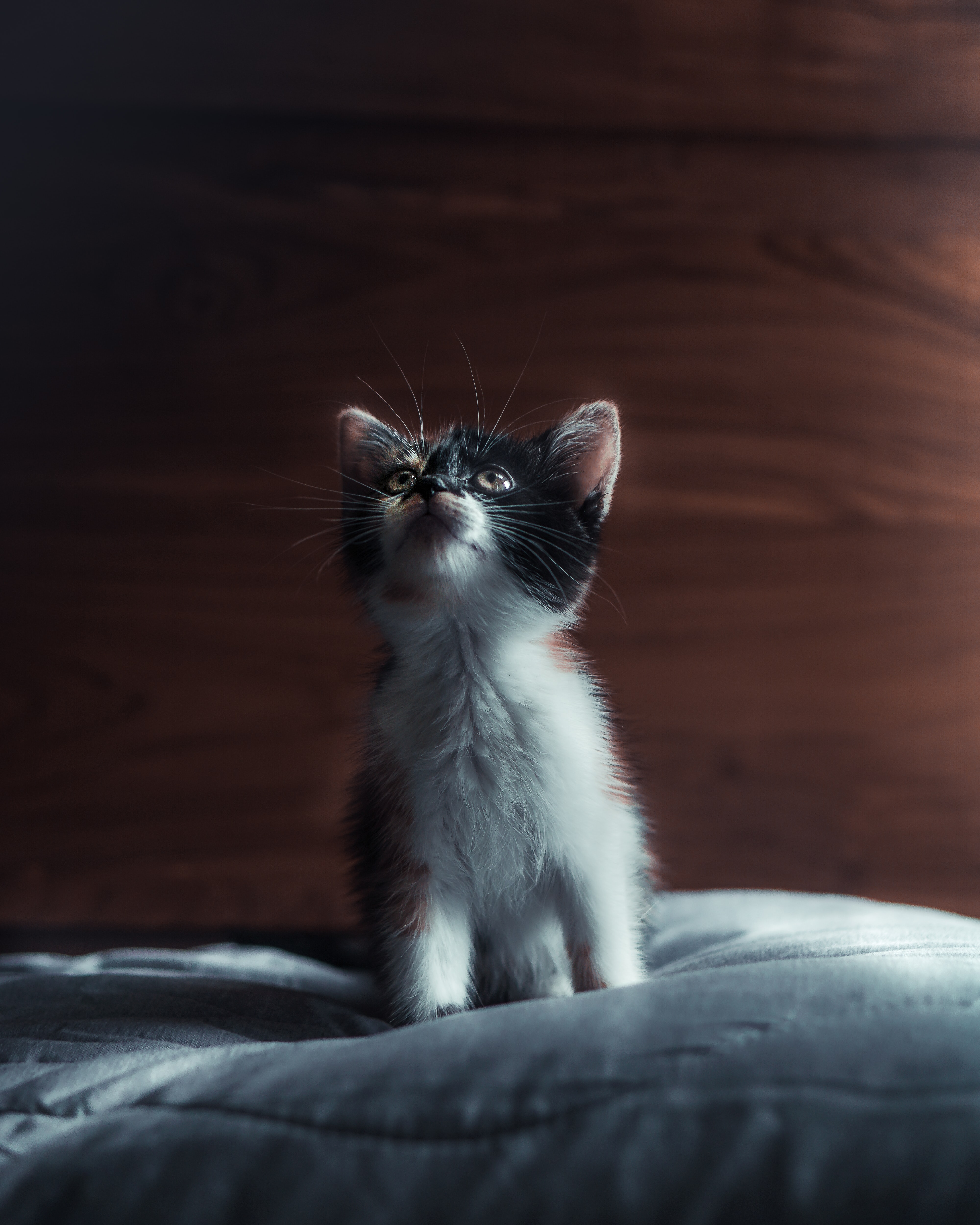 147999 3840x2160 PC pictures for free, download nice, kitty, cat, kitten 3840x2160 wallpapers on your desktop