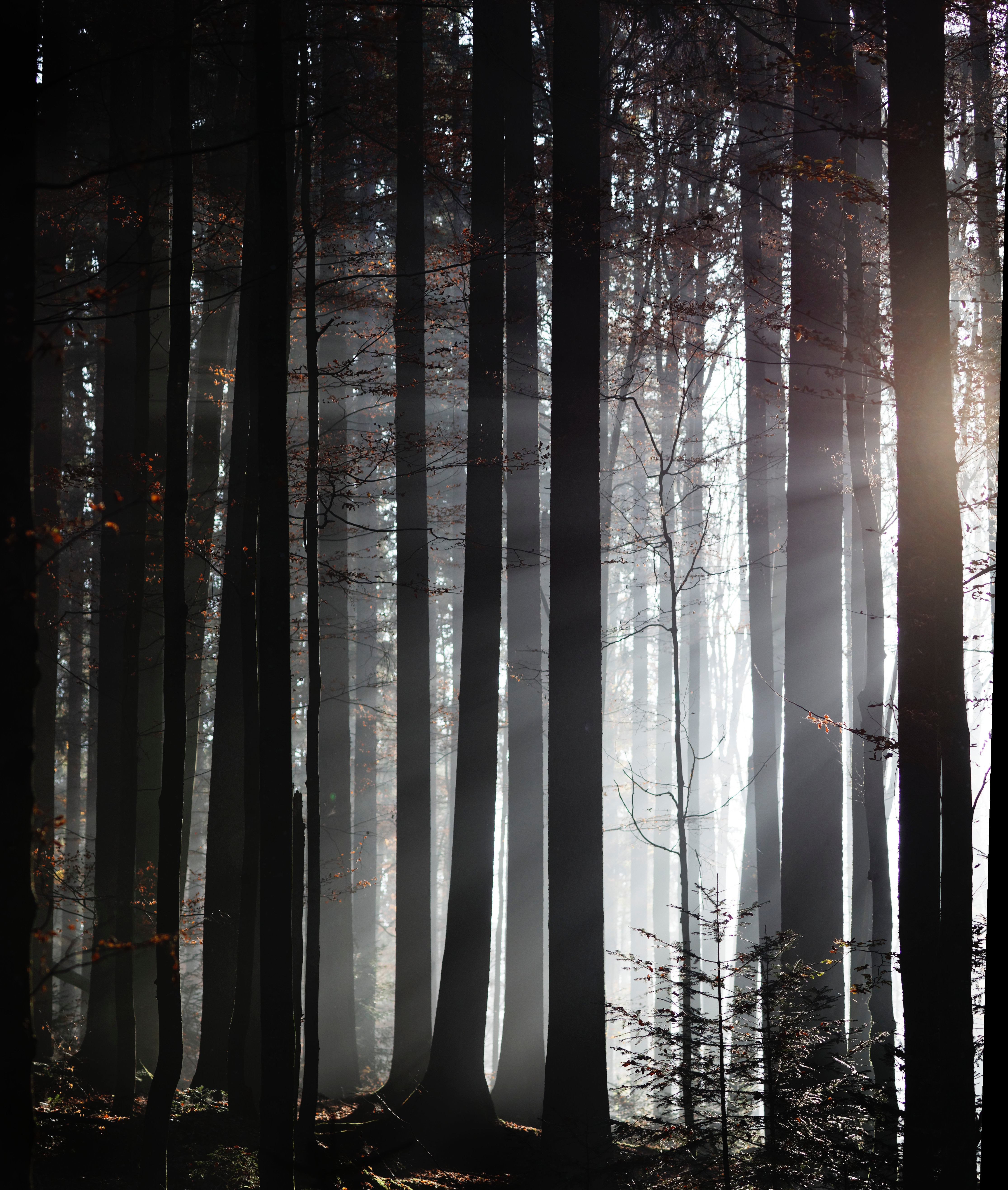 fog, sunlight, trees, forest High Definition background