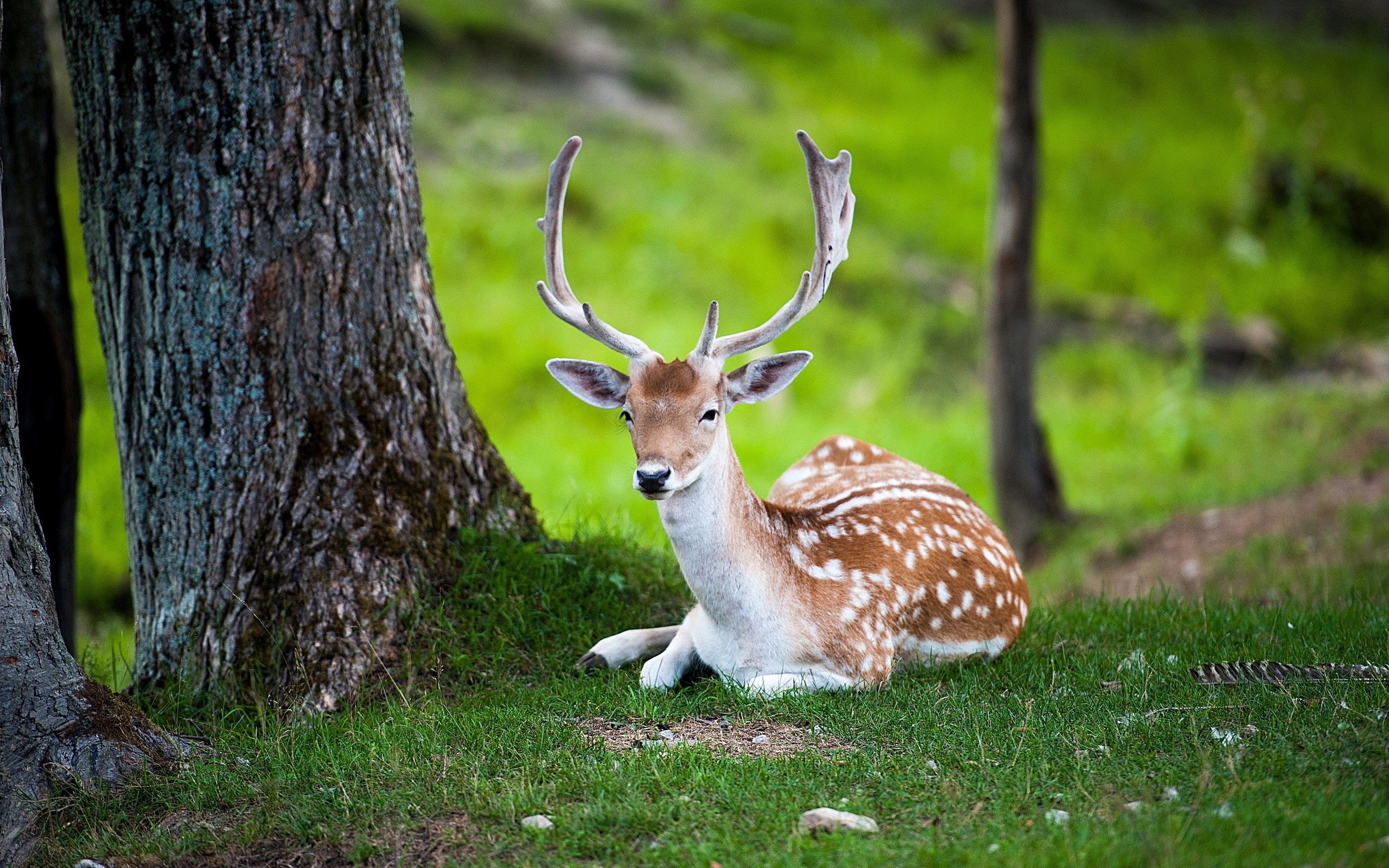 100996 download wallpaper to lie down, color, animals, wood, forest, lie, tree, deer screensavers and pictures for free