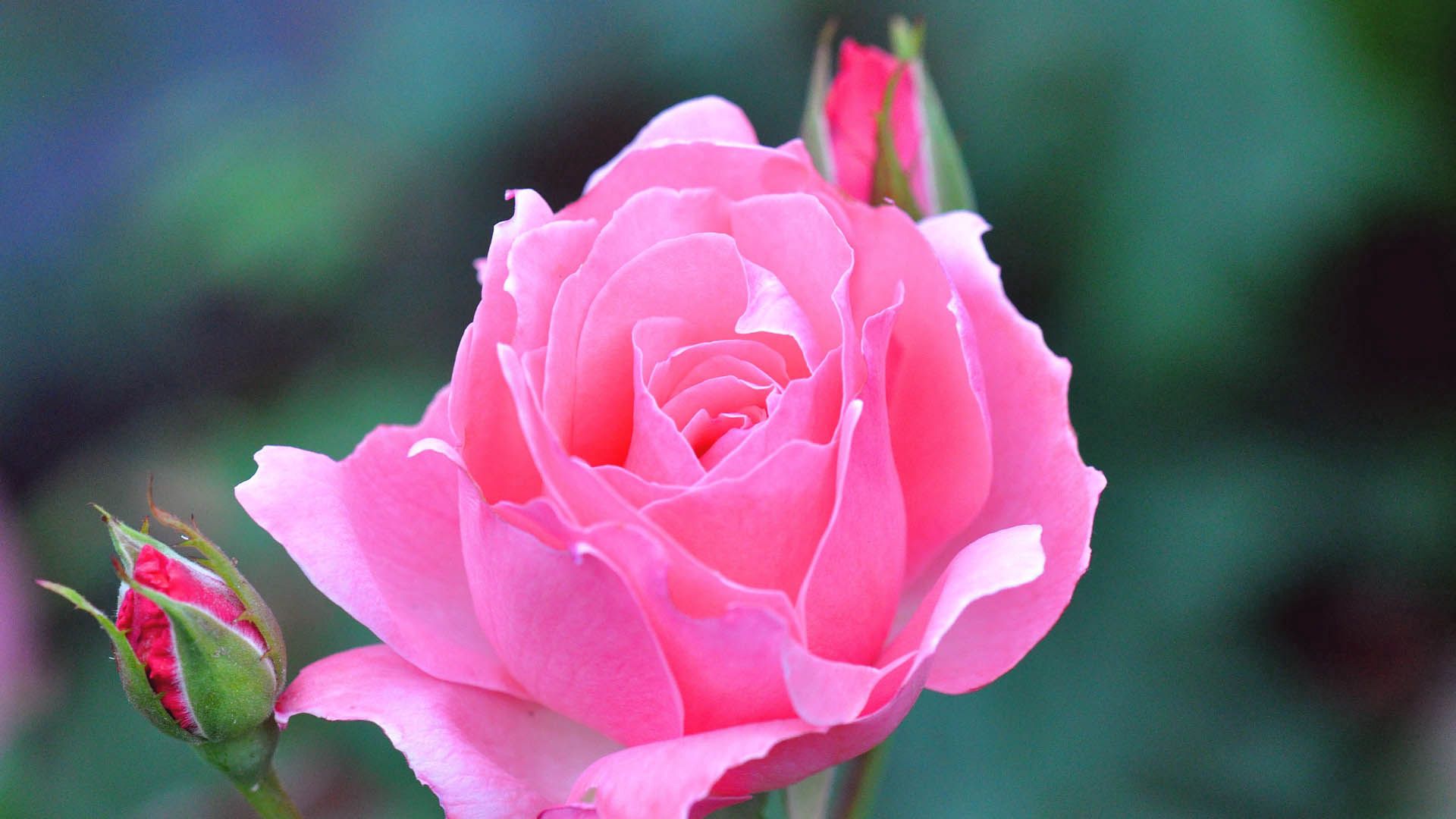 rose flower, flowers, rose, pink home screen for smartphone