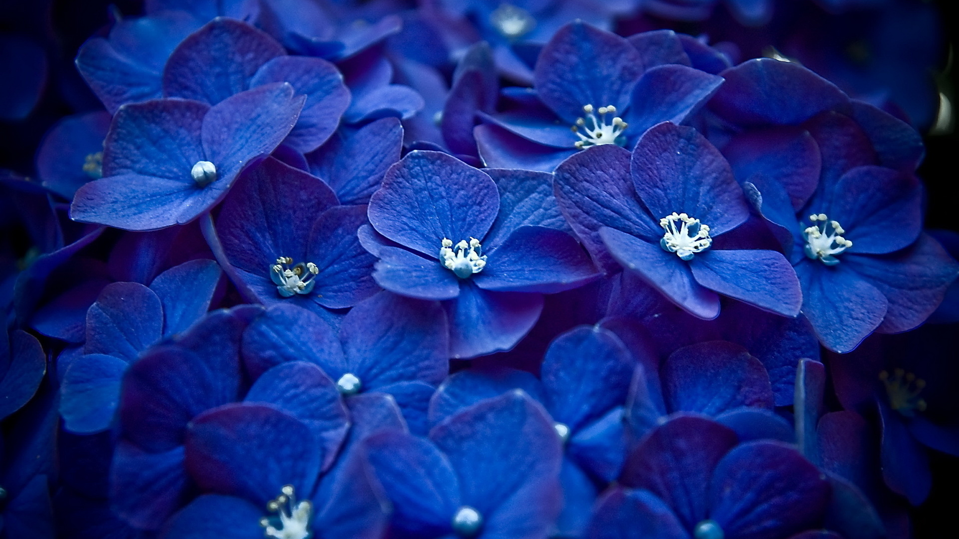 41841 économiseurs d'écran et fonds d'écran Violettes sur votre téléphone. Téléchargez plantes, fleurs, bleu images gratuitement