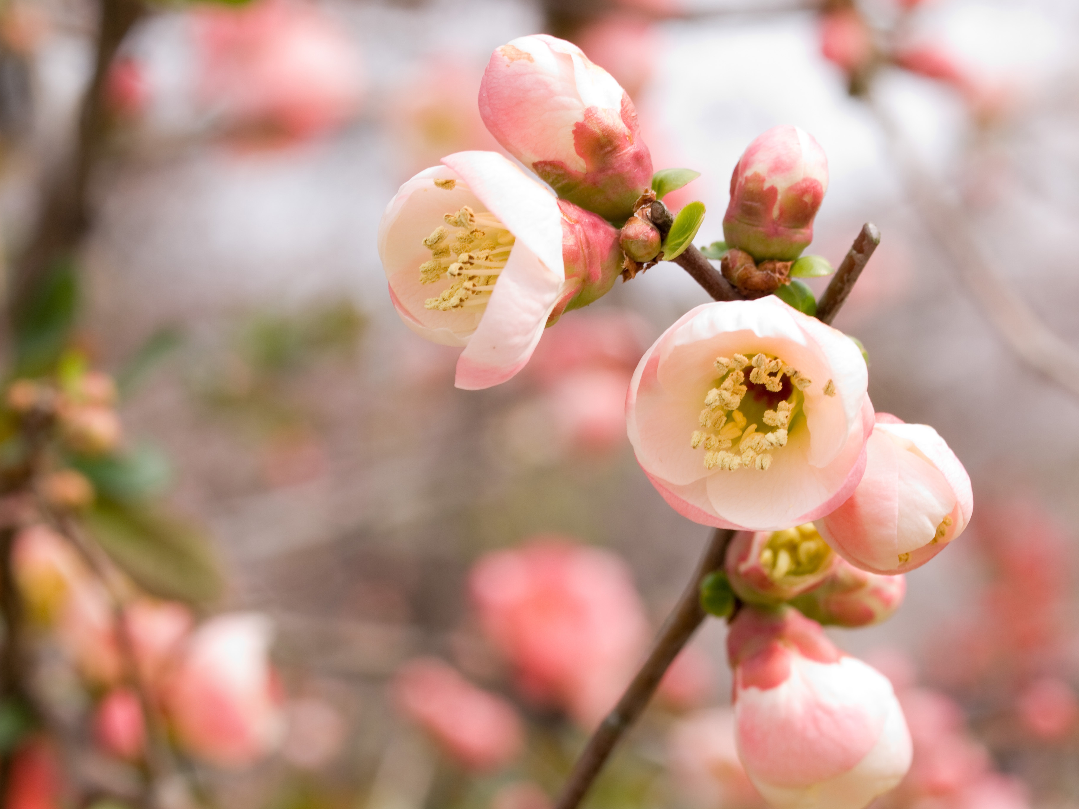 89481 скачать обои яблоня, цветение, цветы, розовый, макро - заставки и картинки бесплатно