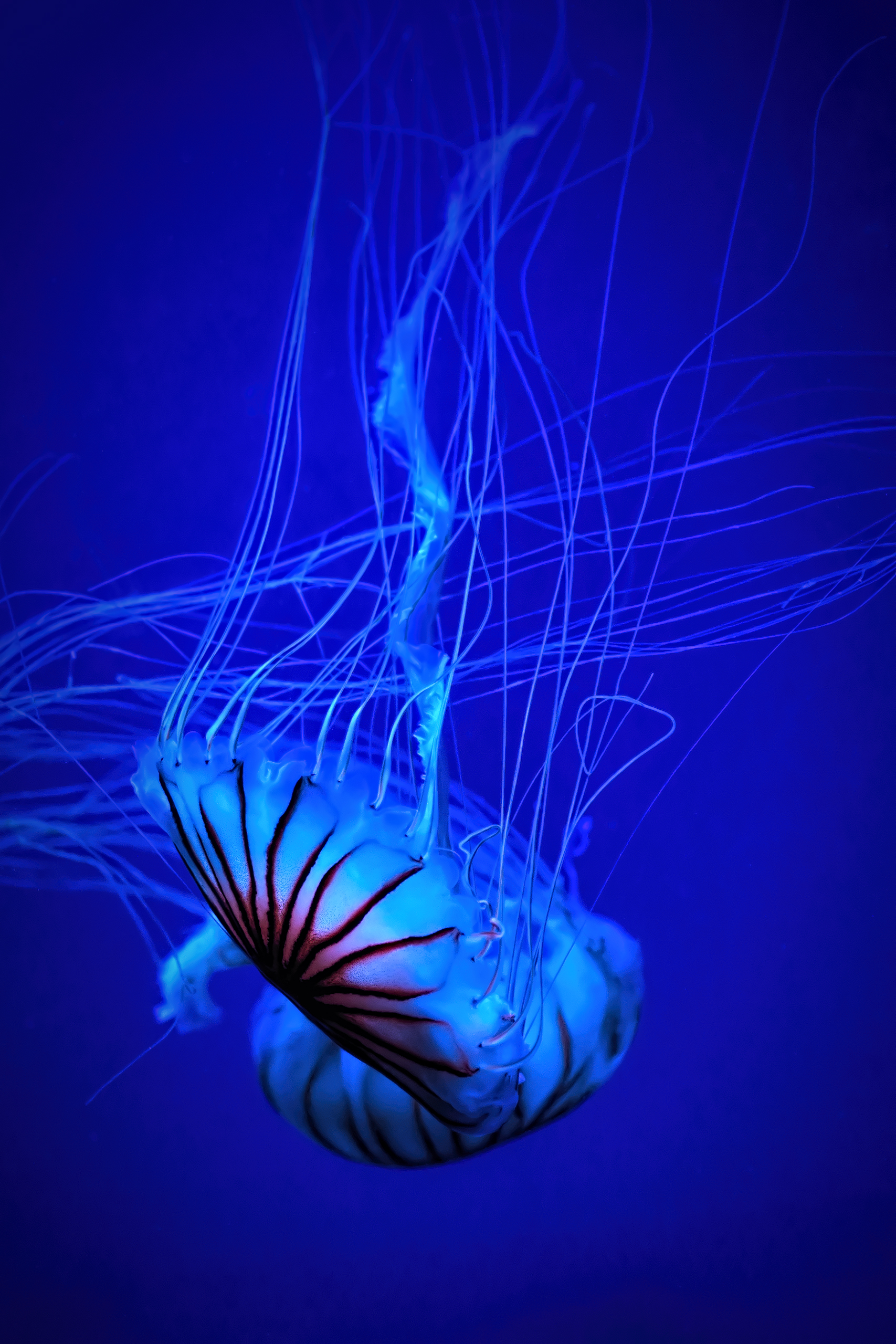 52847 Hintergrundbild herunterladen tiere, wasser, blau, schön, qualle, tentakel - Bildschirmschoner und Bilder kostenlos