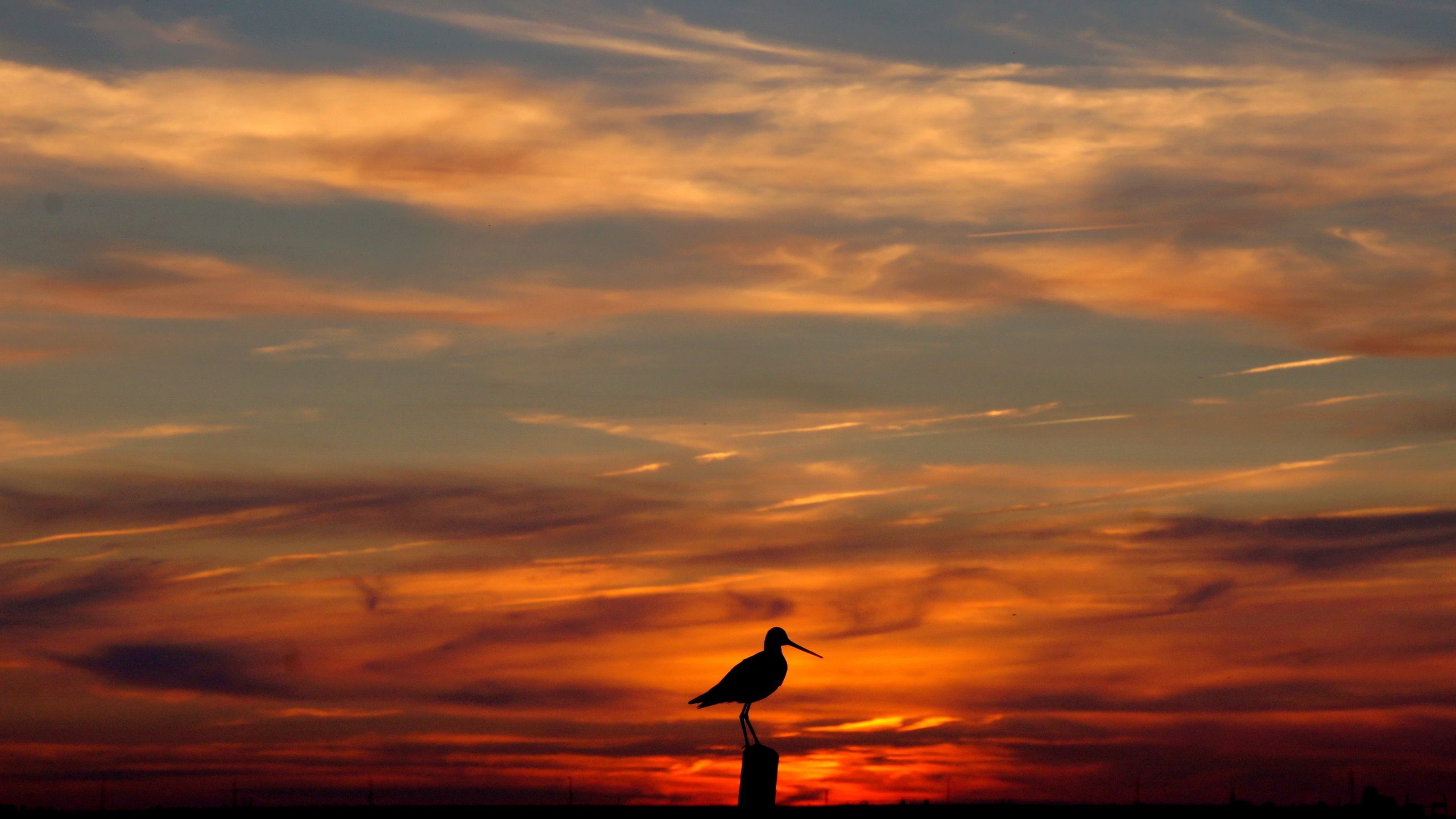 118148 download wallpaper nature, sunset, sky, orange, bird, outlines, evening screensavers and pictures for free