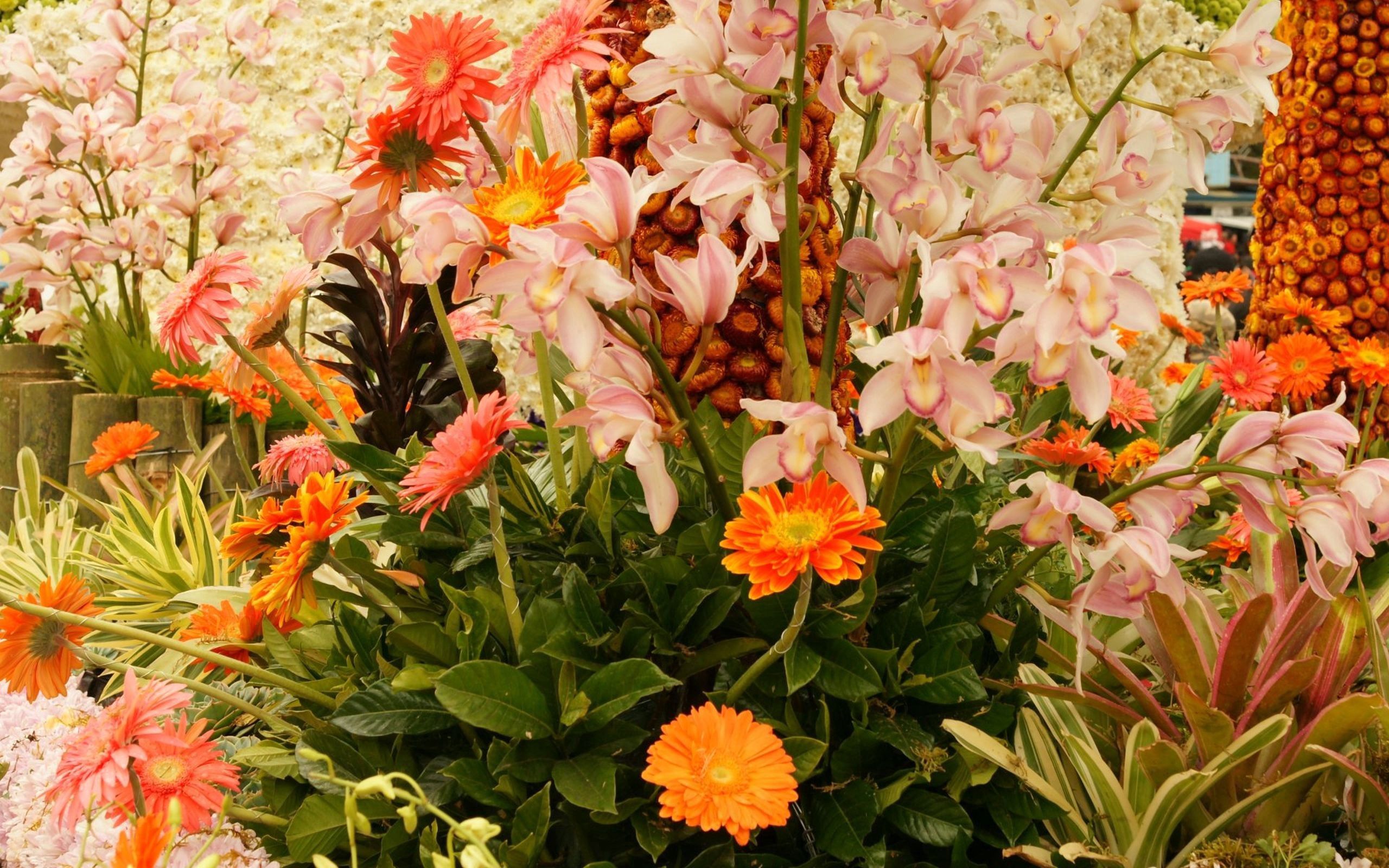 bright, glade, polyana, flowers, plants cellphone