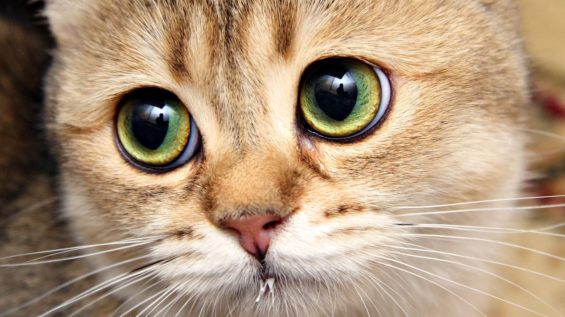 Laden Sie das Tiere, Der Kater, Katze, Schnauze, Augen, Nahaufnahme-Bild kostenlos auf Ihren PC-Desktop herunter