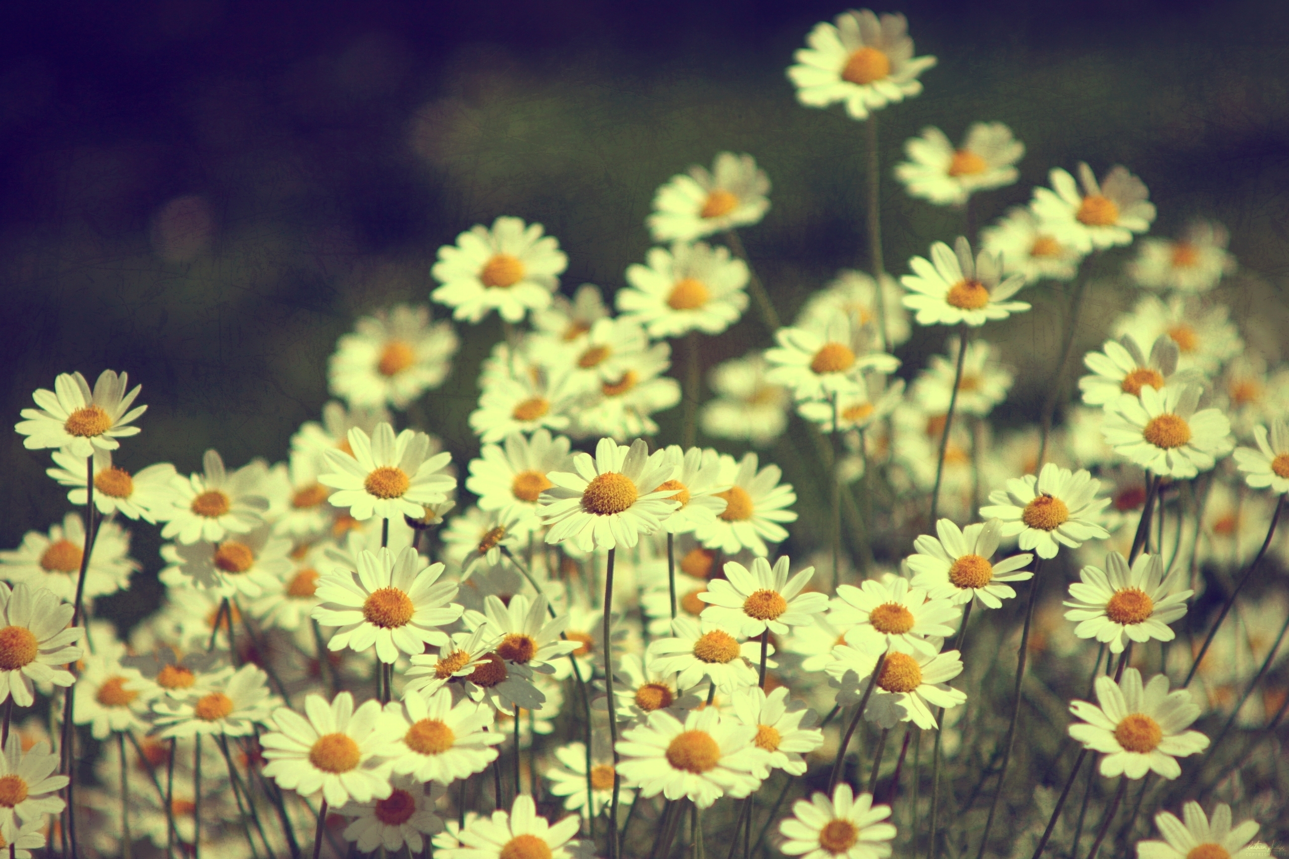 Laden Sie das Sommer, Blumen, Kamille, Feld-Bild kostenlos auf Ihren PC-Desktop herunter