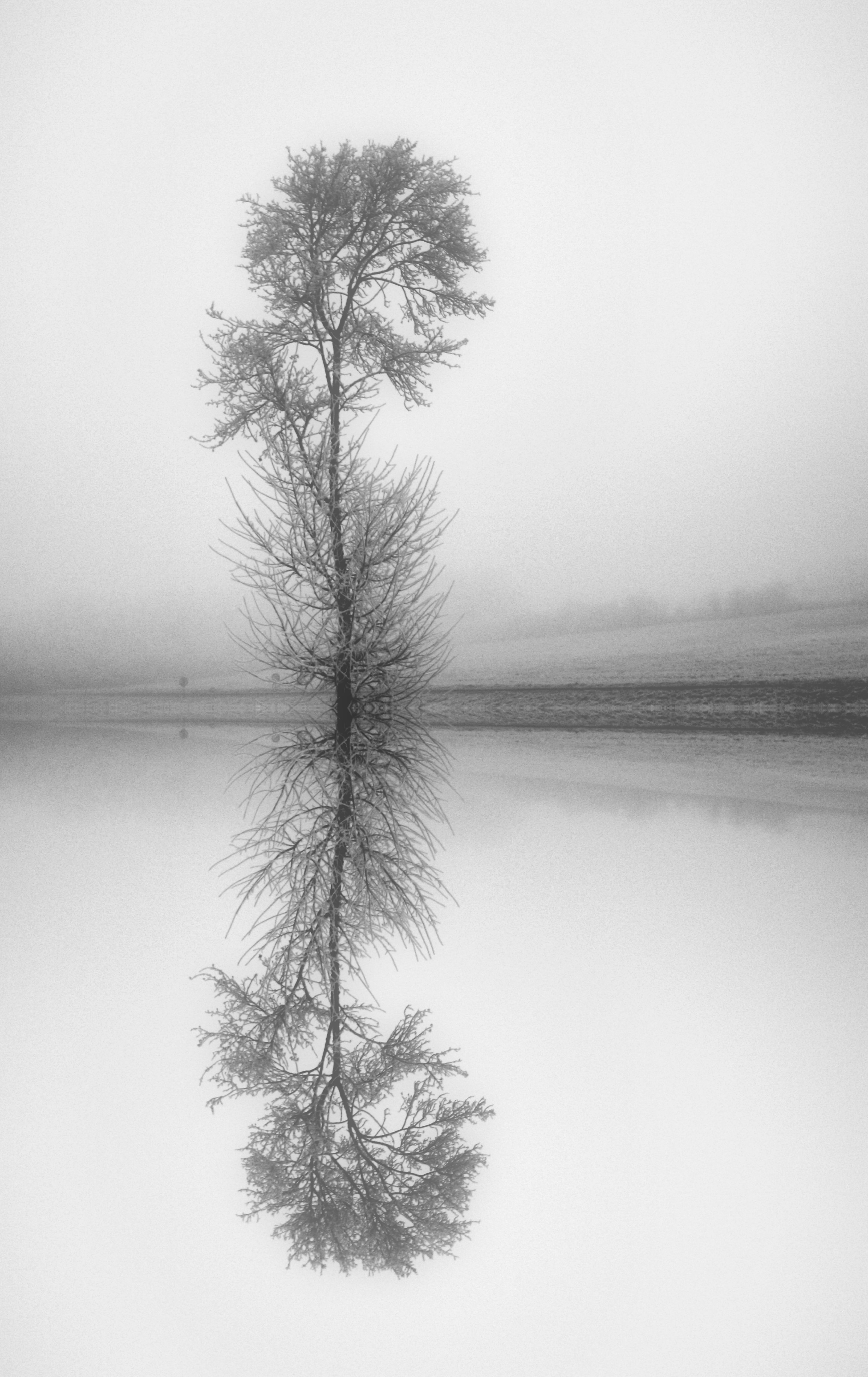 Fog tree, reflection, lake, nature Lock Screen
