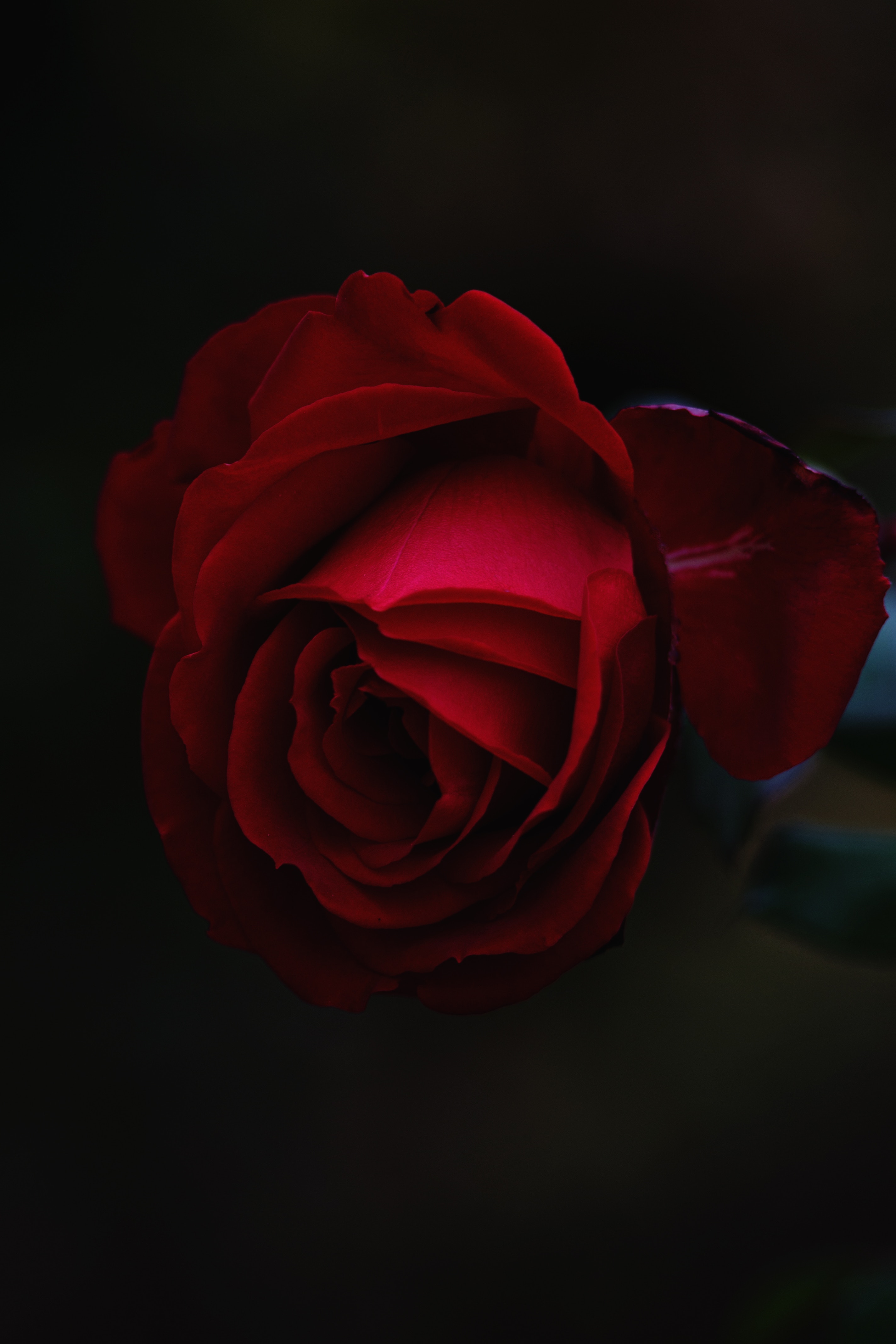 Smartphone Background bud, red, rose, flowers
