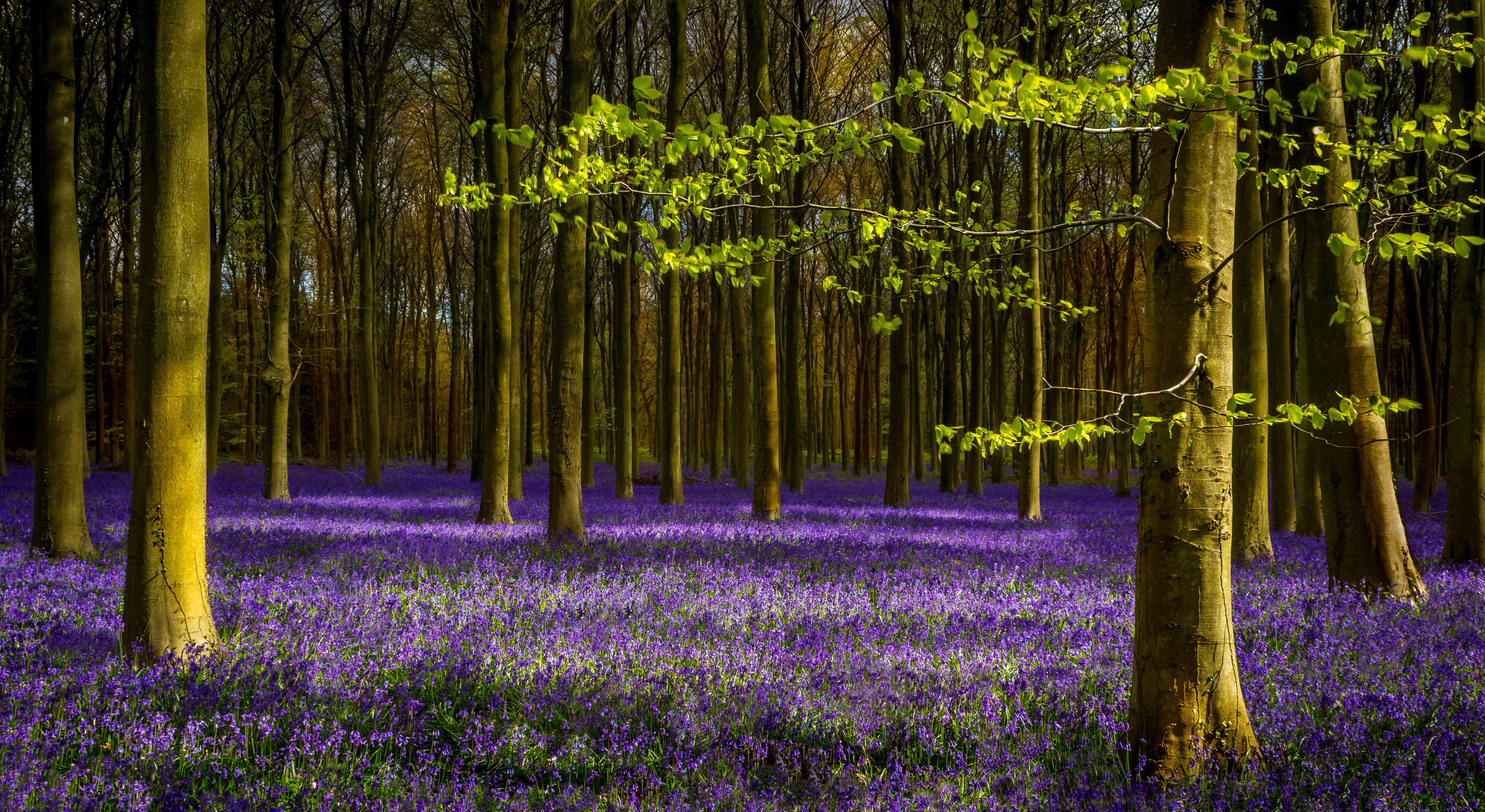 Purple Flower  8k Backgrounds