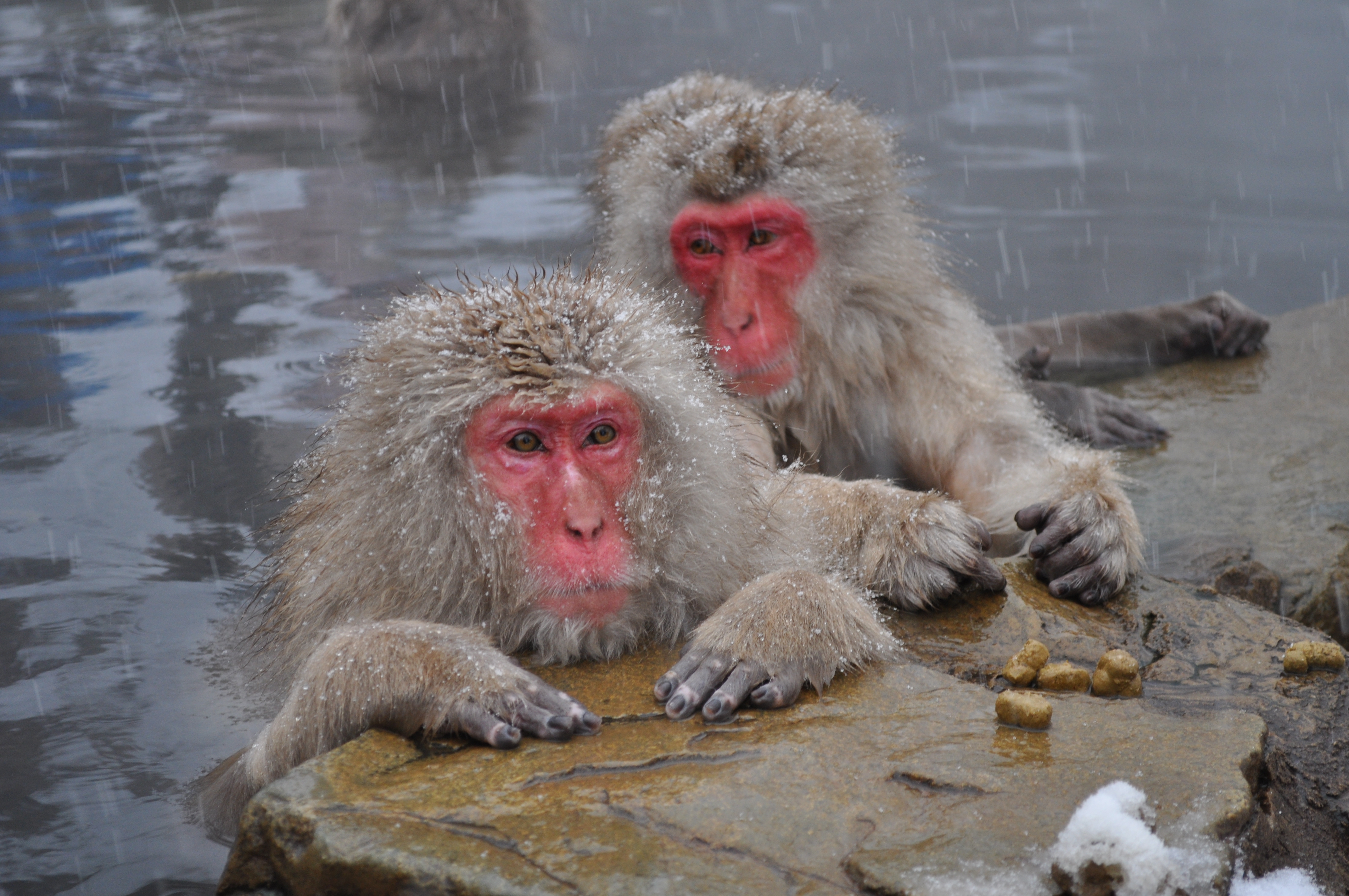 Две обезьяны моются