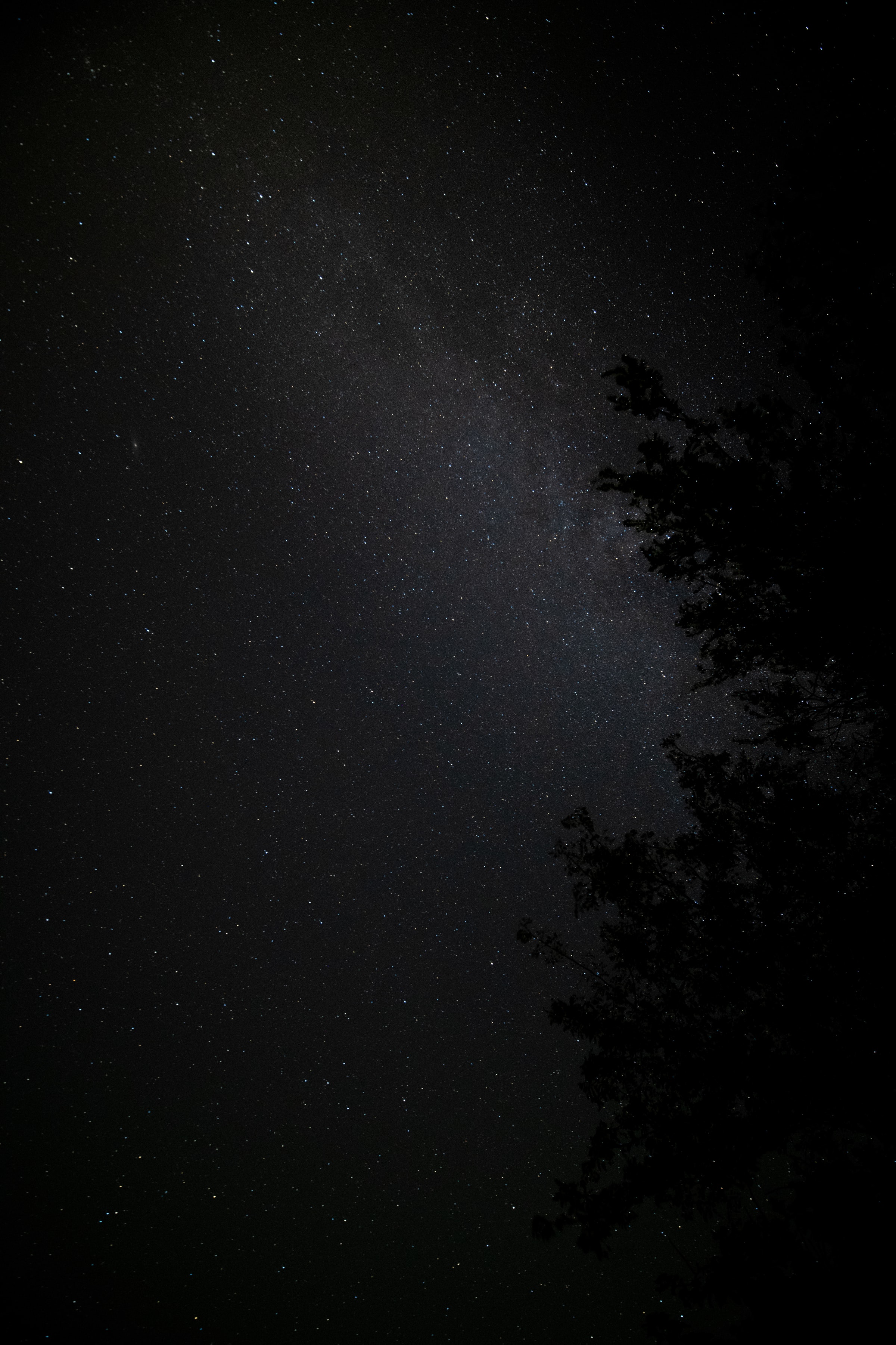 Mobile wallpaper night, dark, stars, wood, tree, starry sky, nebula
